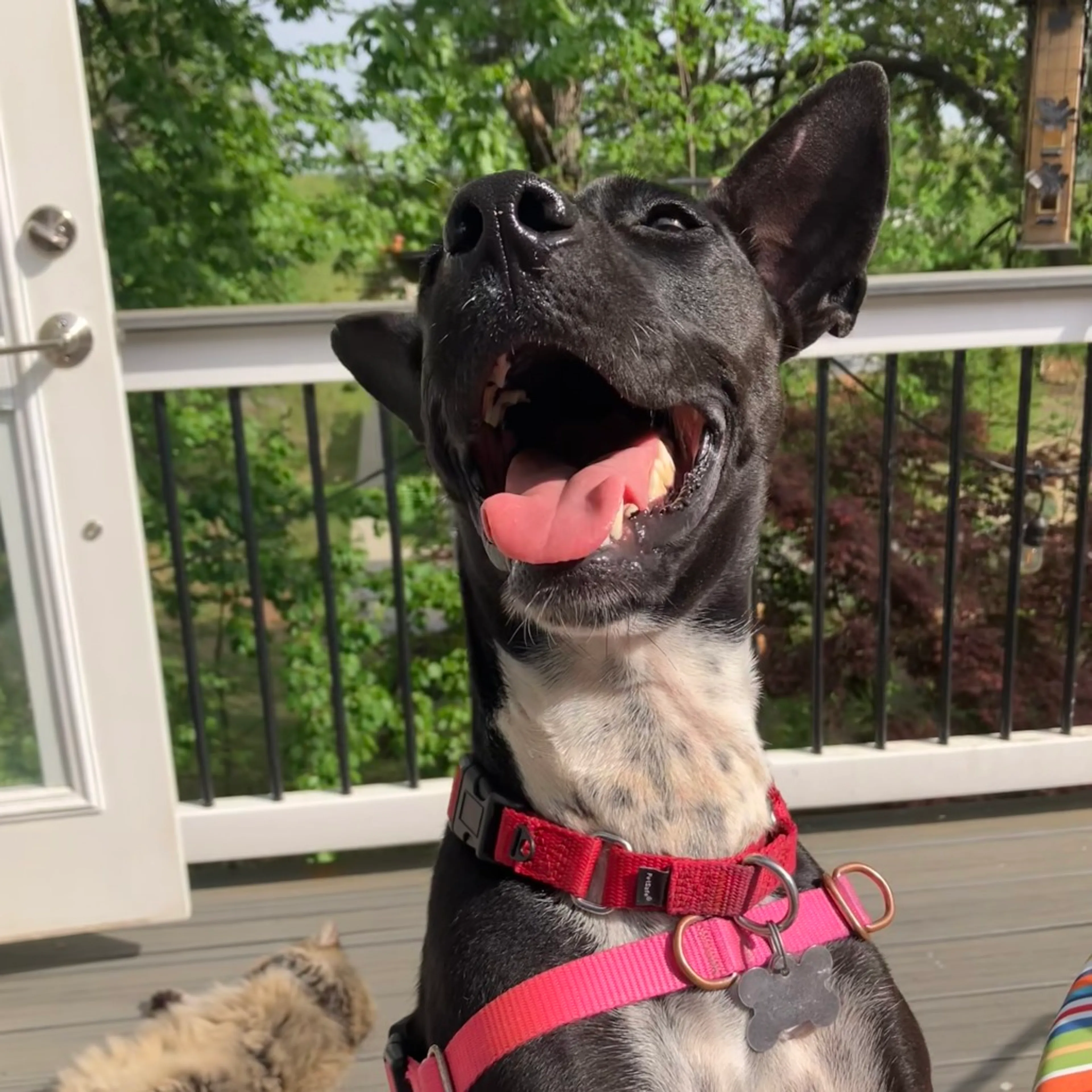 Found pet-21