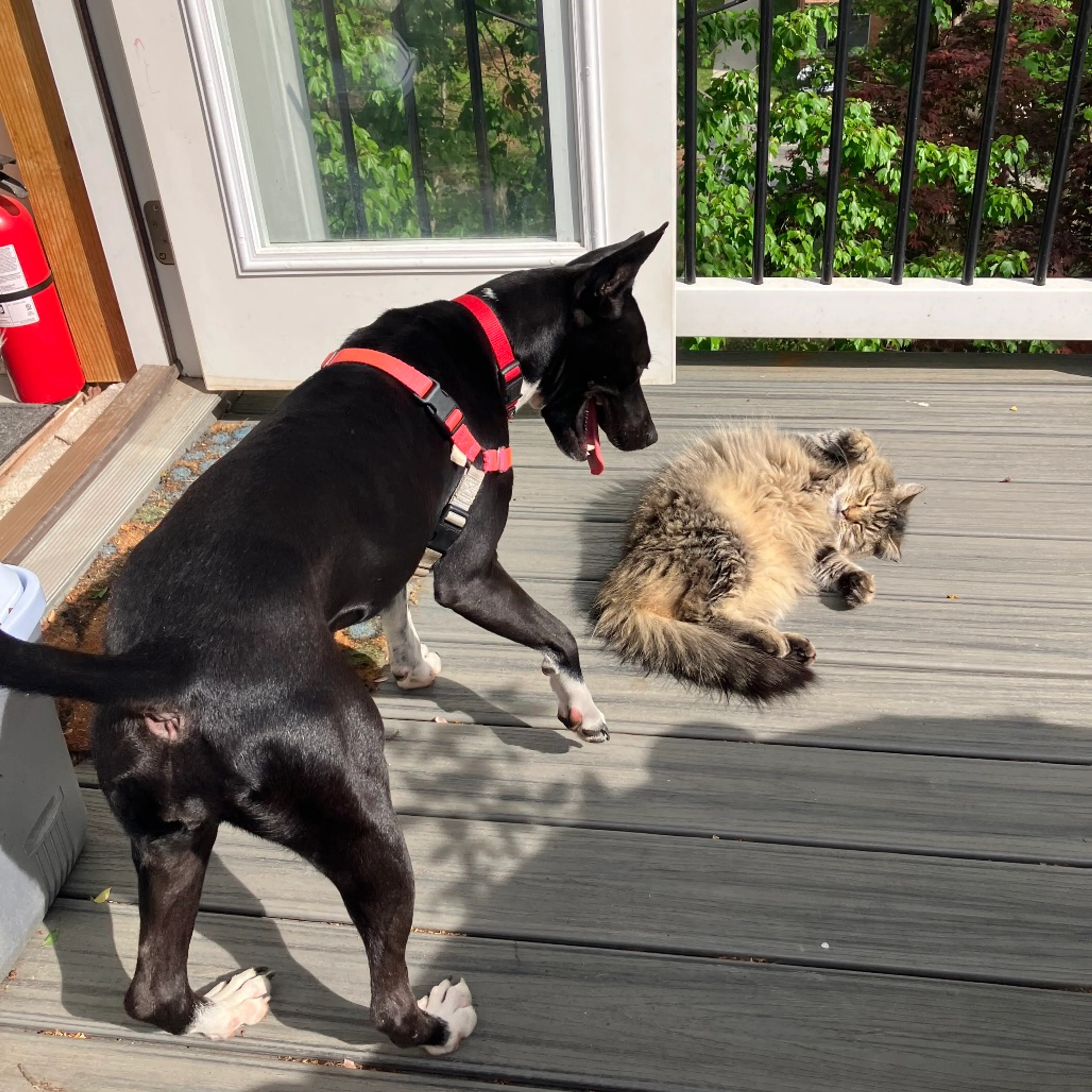 Found pet-19
