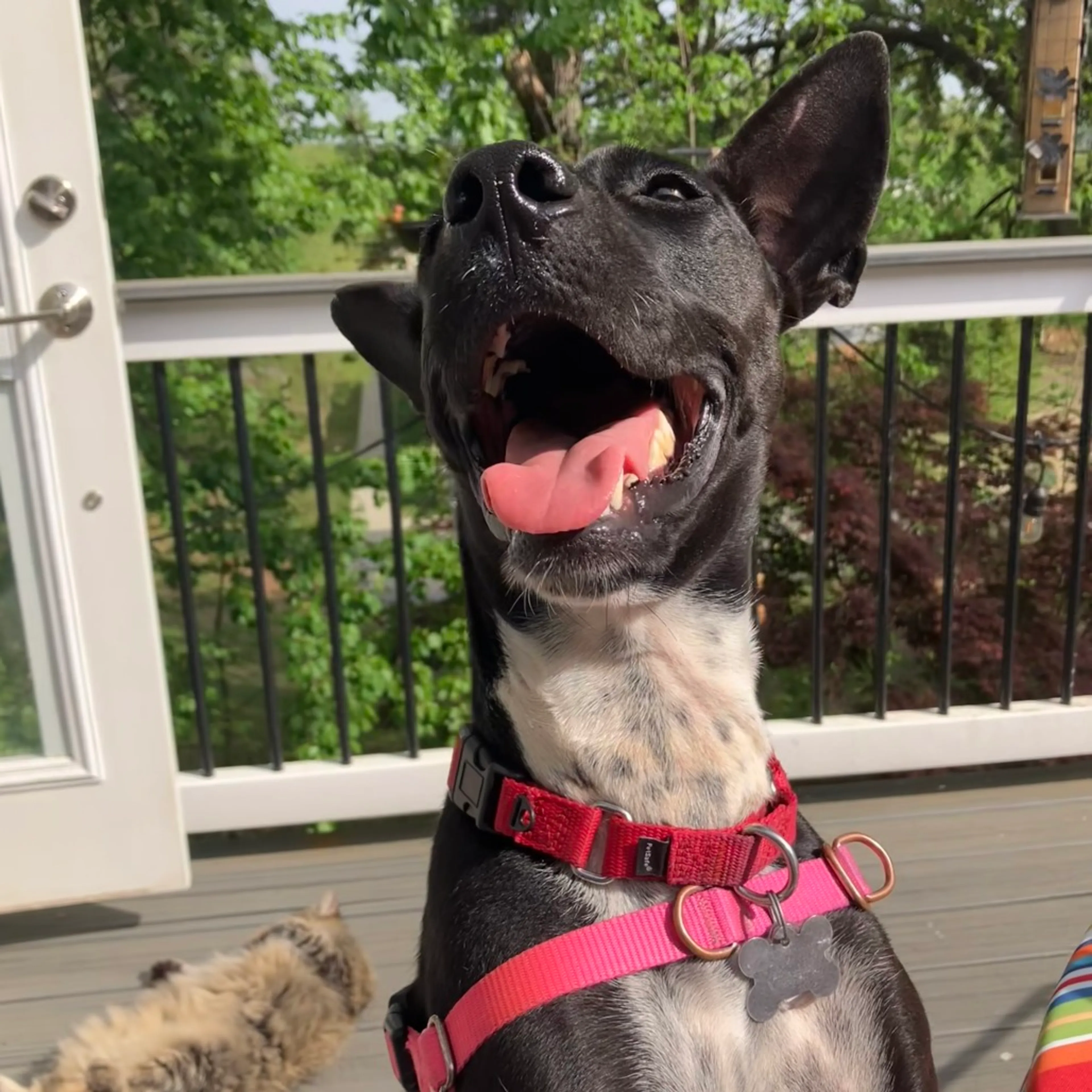 Found pet-20