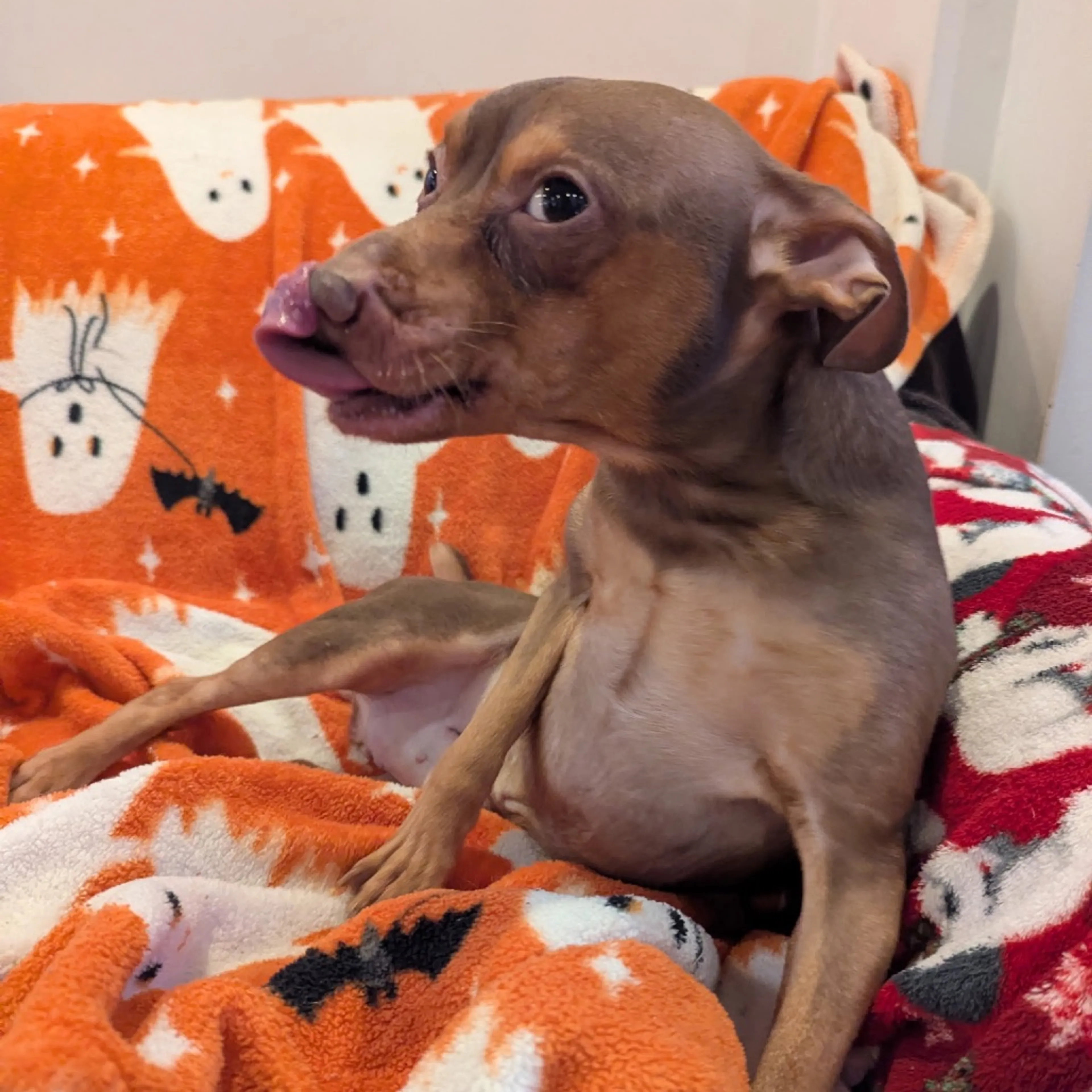 Found pet-2