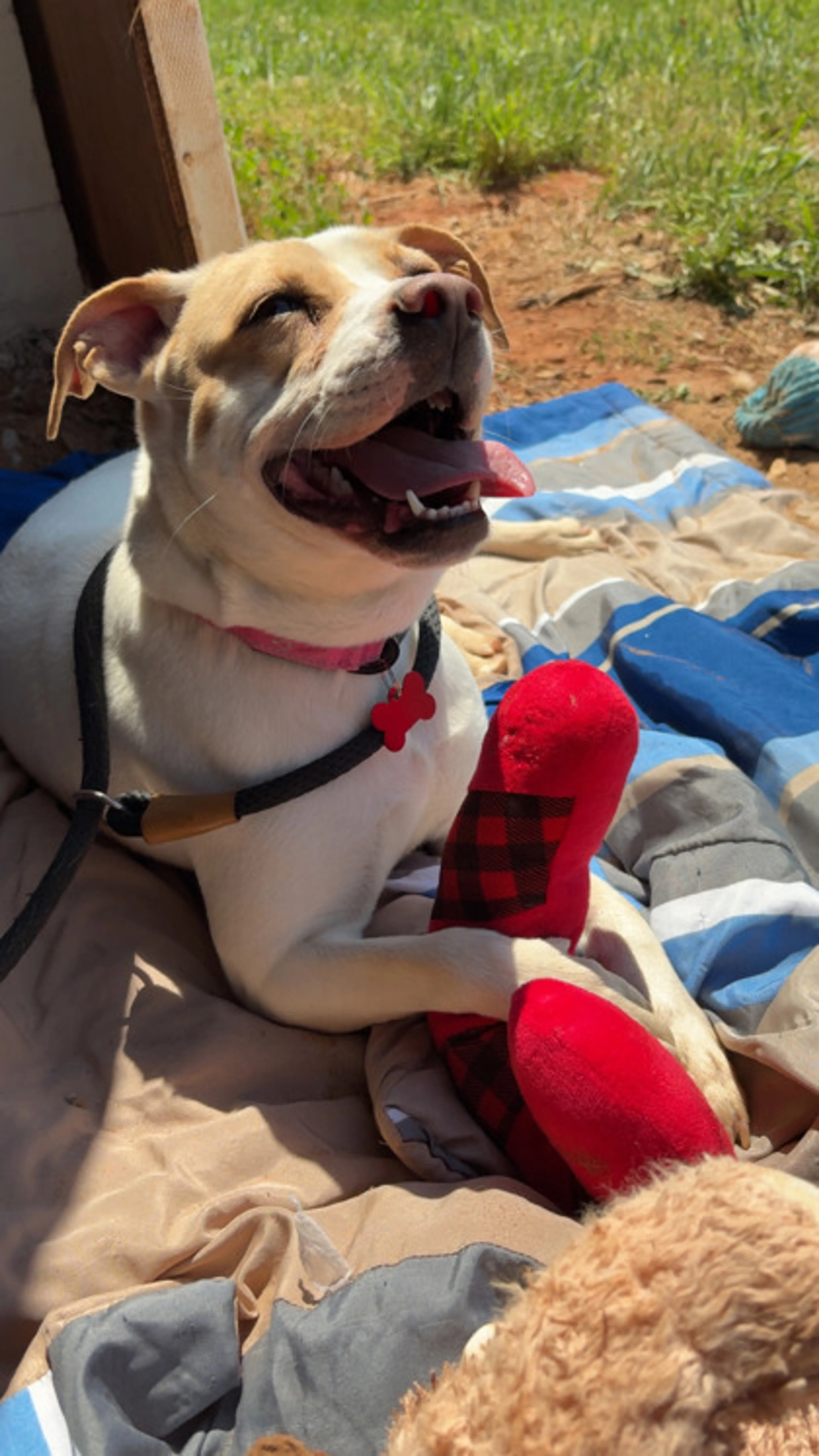 Found pet-1