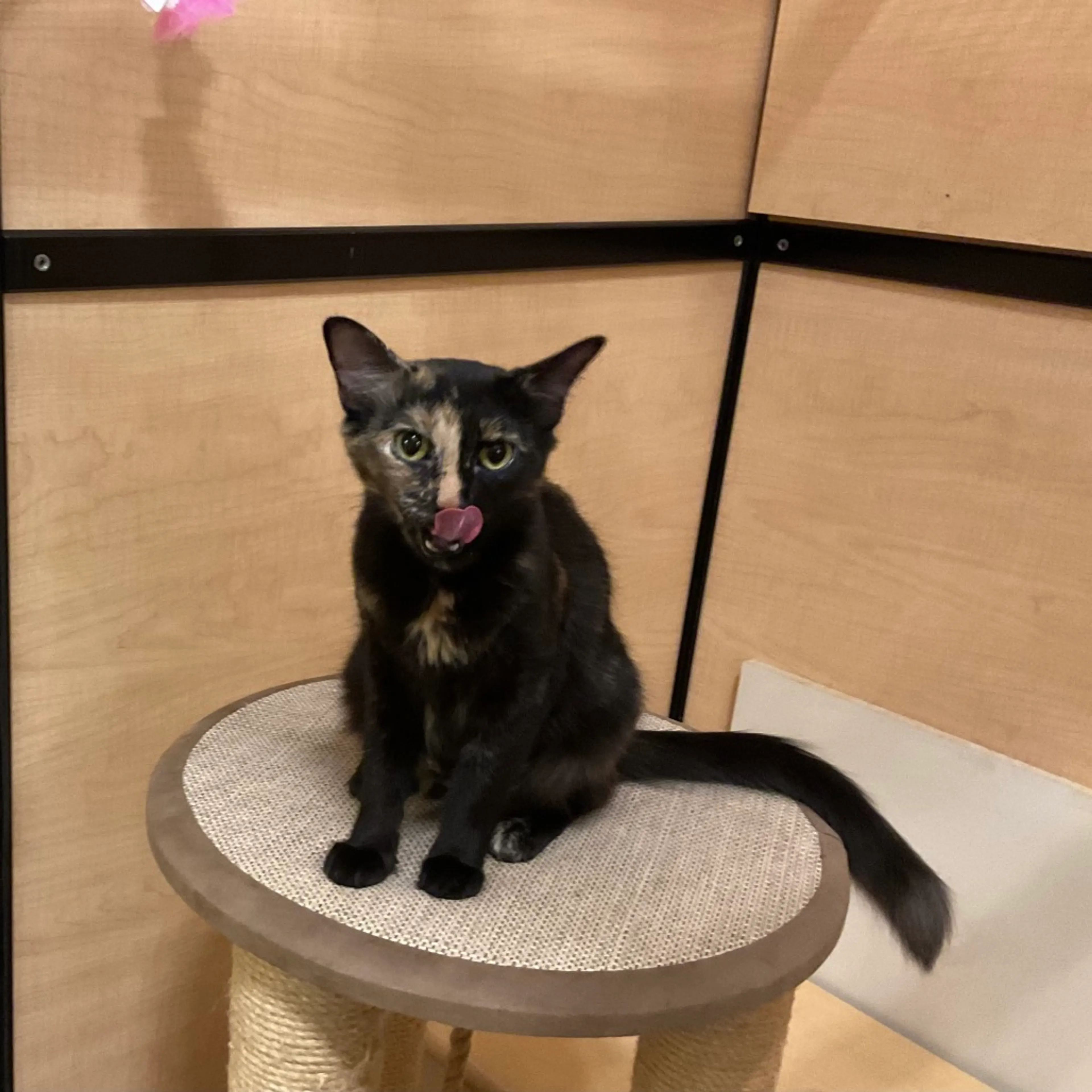 Found pet-8