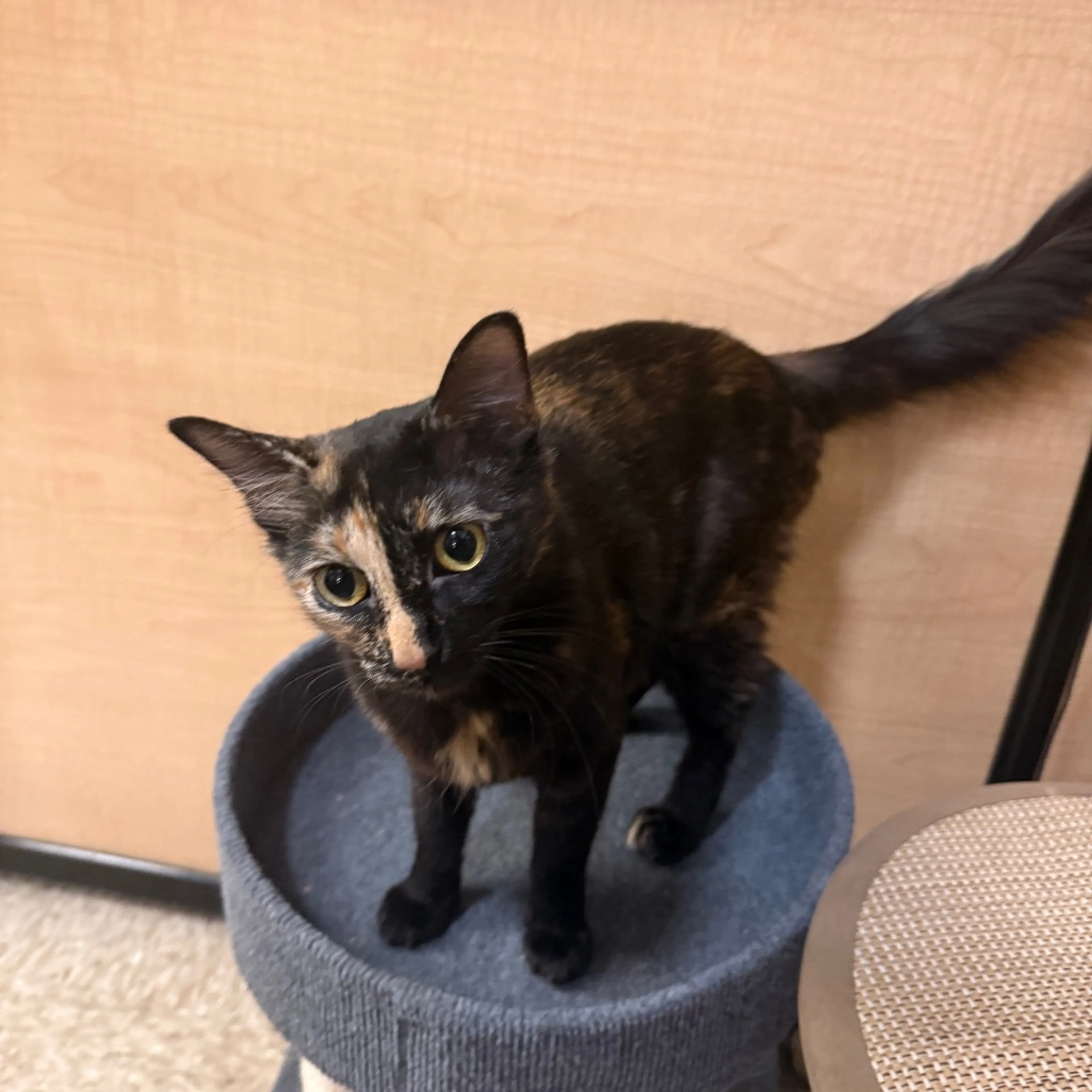 Found pet-12