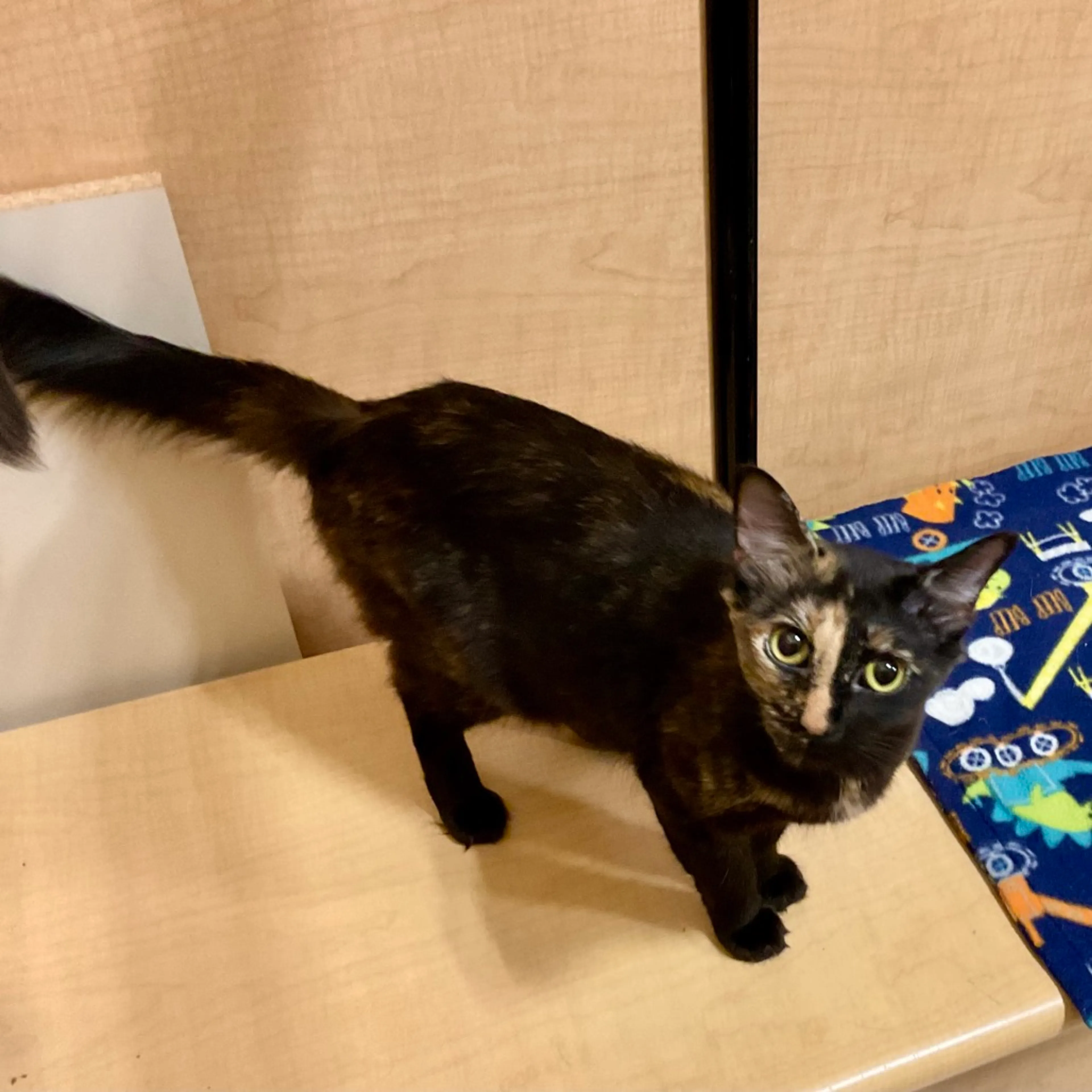 Found pet-9
