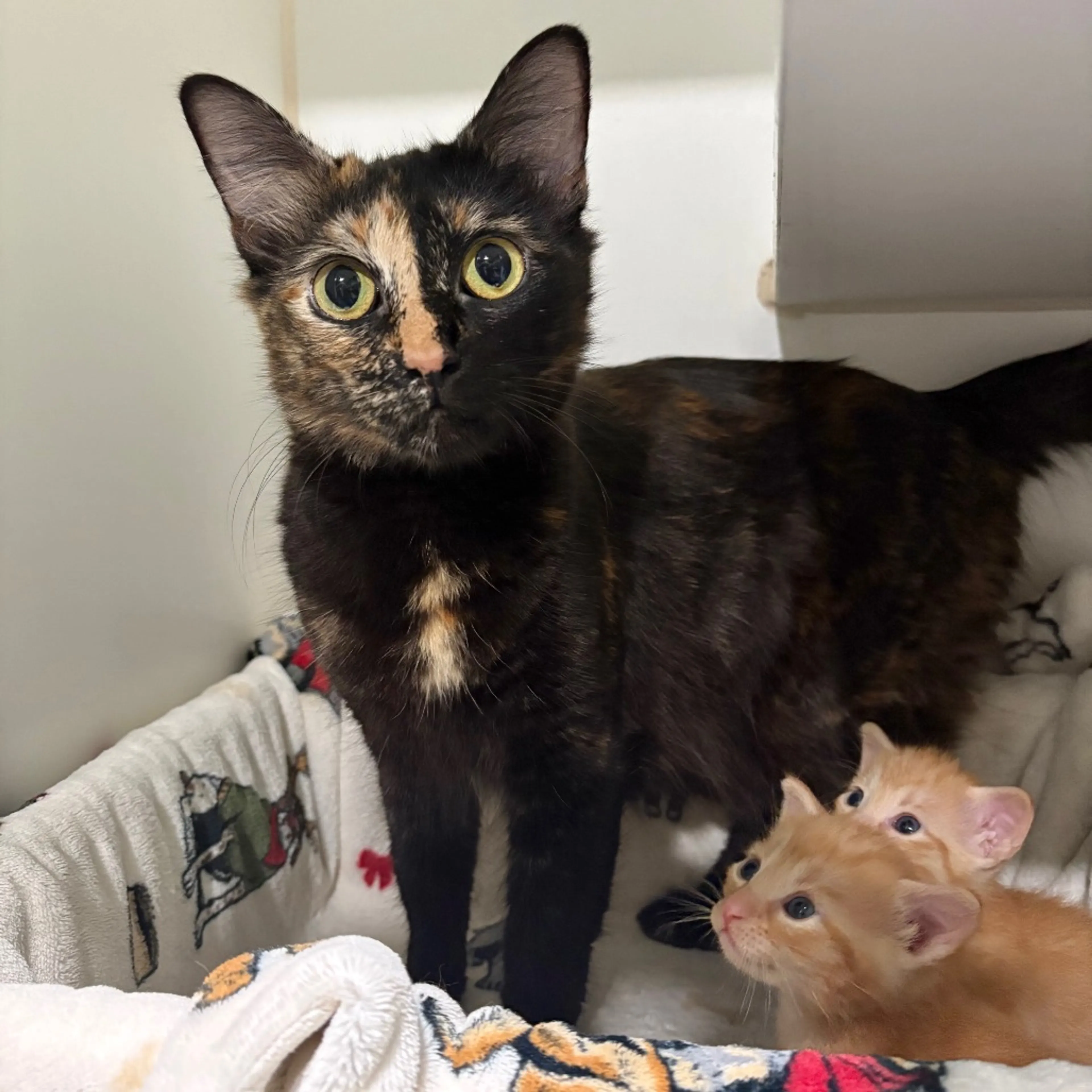 Found pet-2