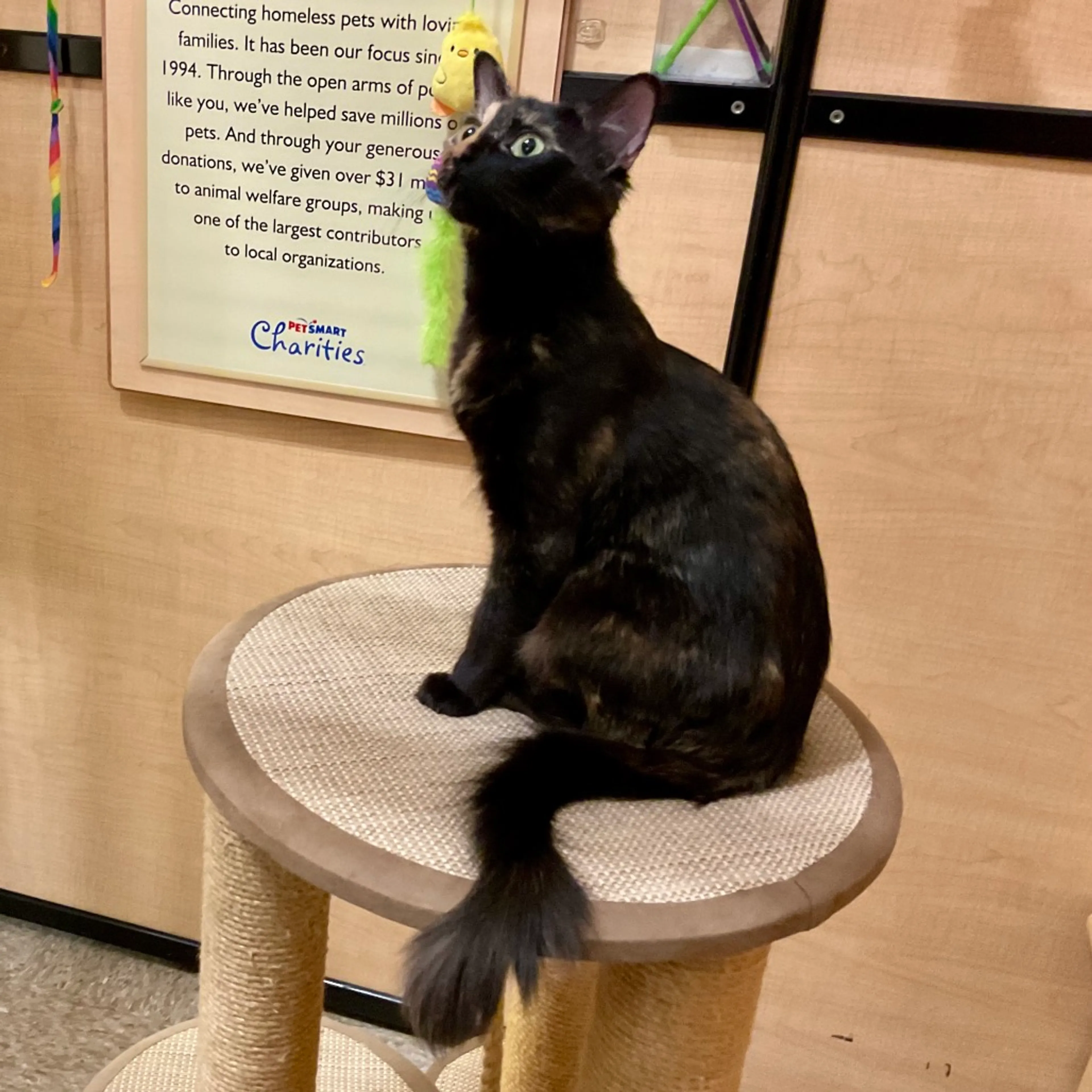 Found pet-3
