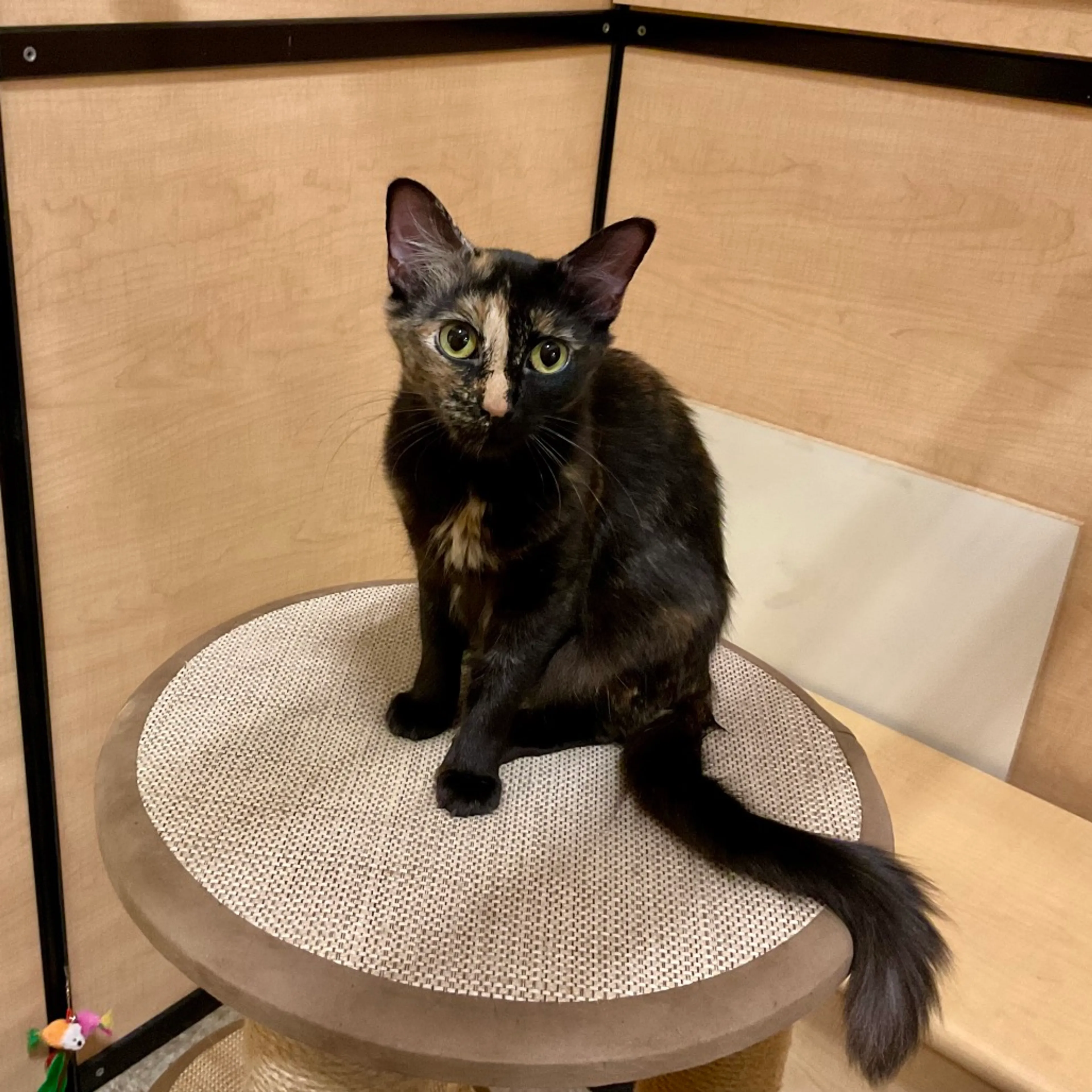 Found pet-6