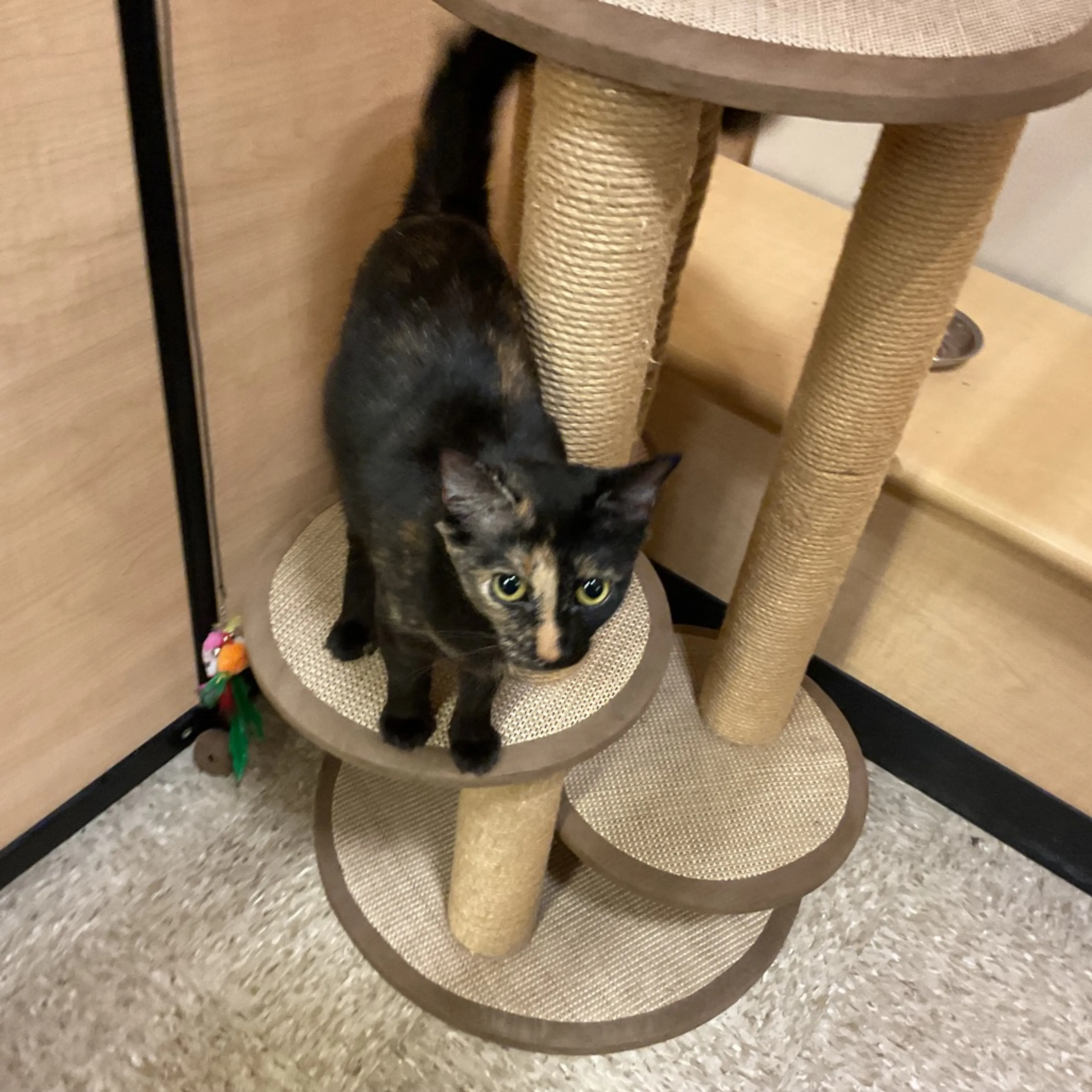 Found pet-7