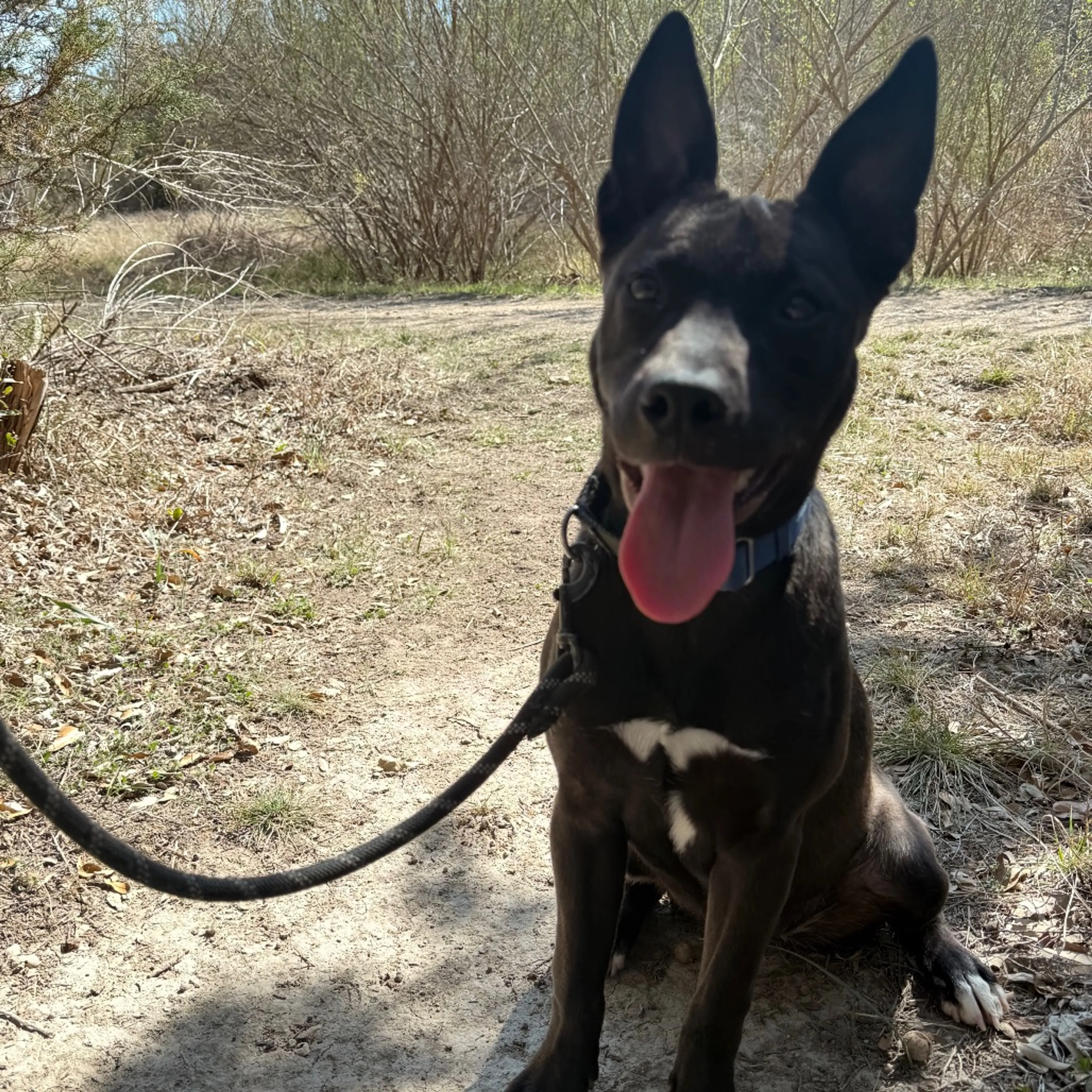 Found pet-3