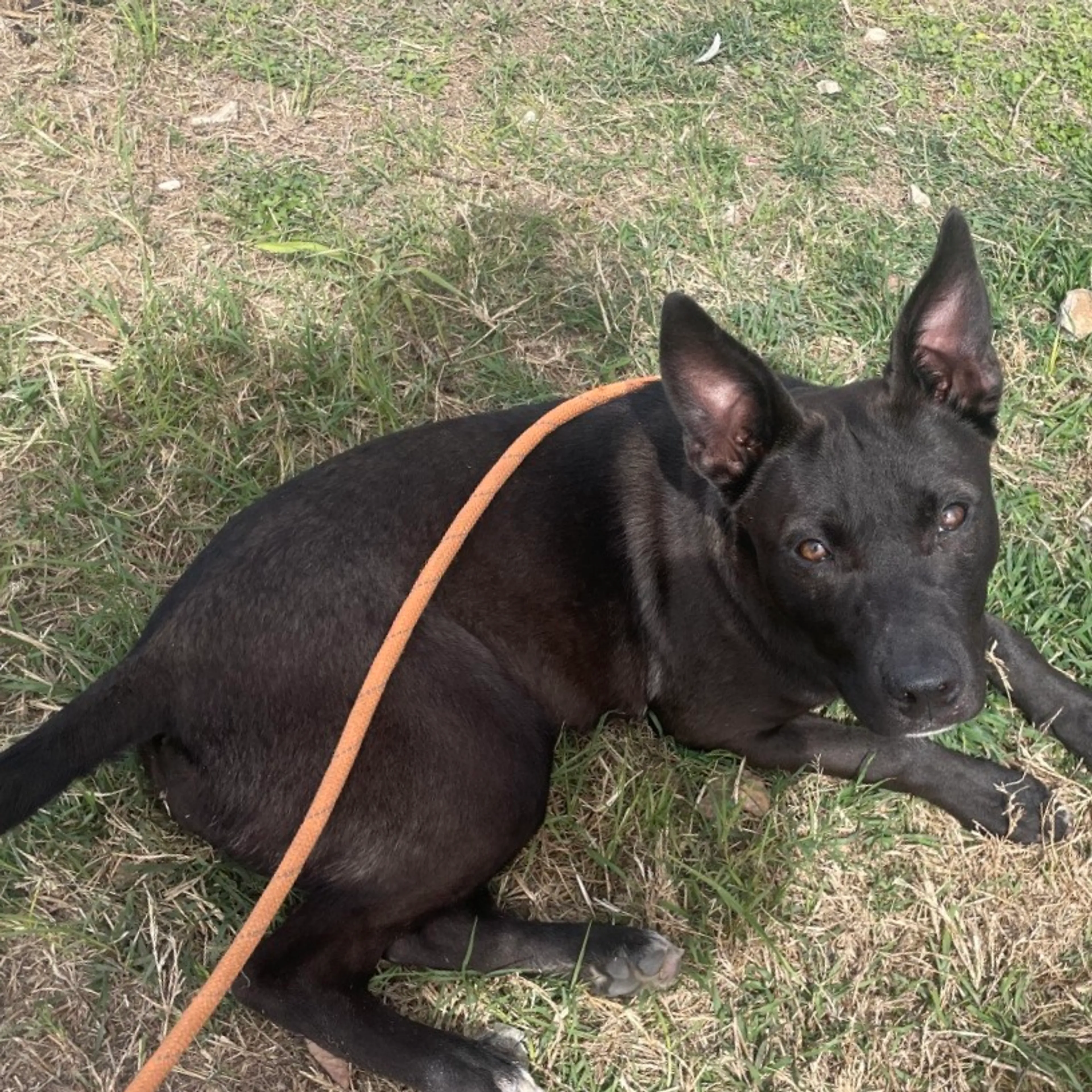 Found pet-2