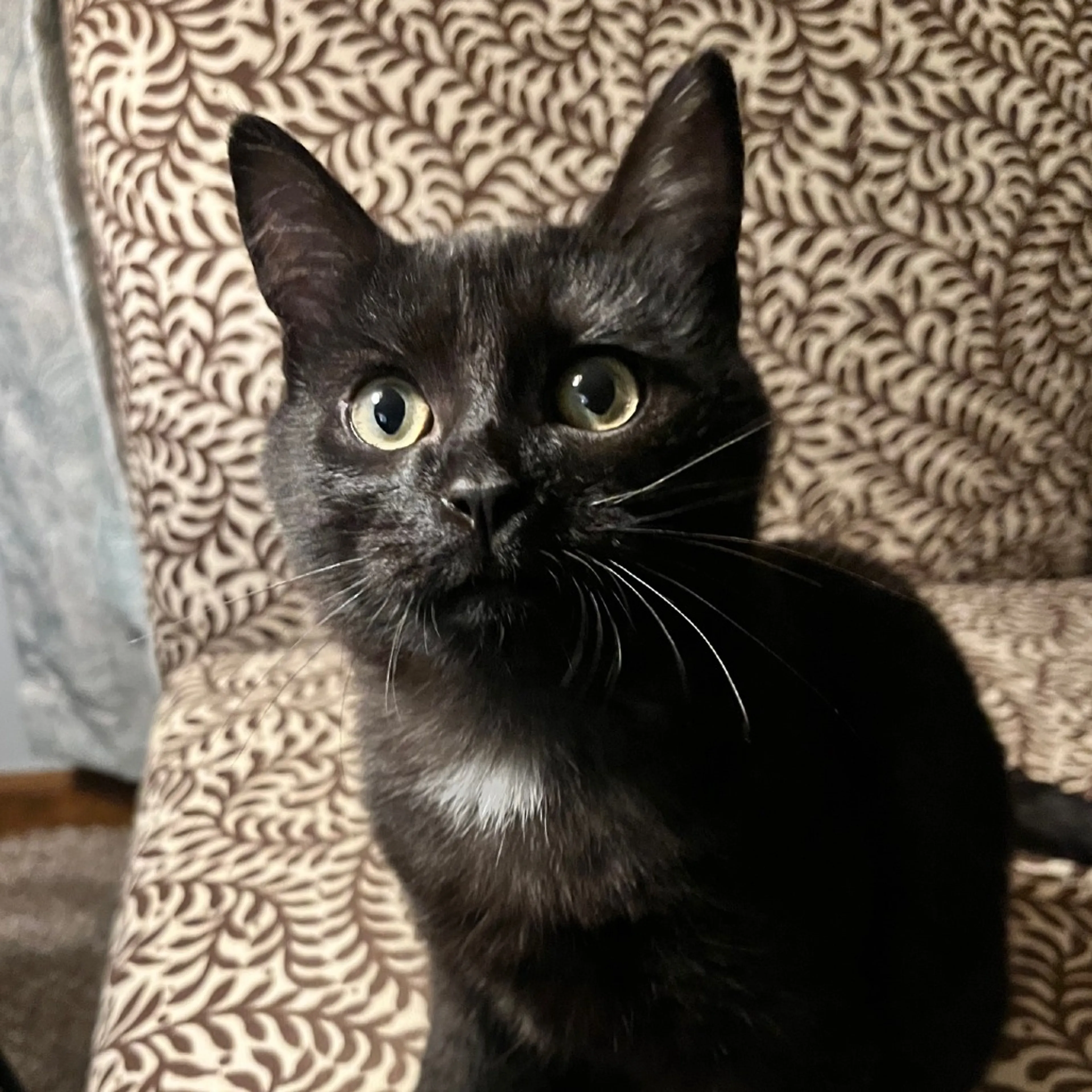Found pet