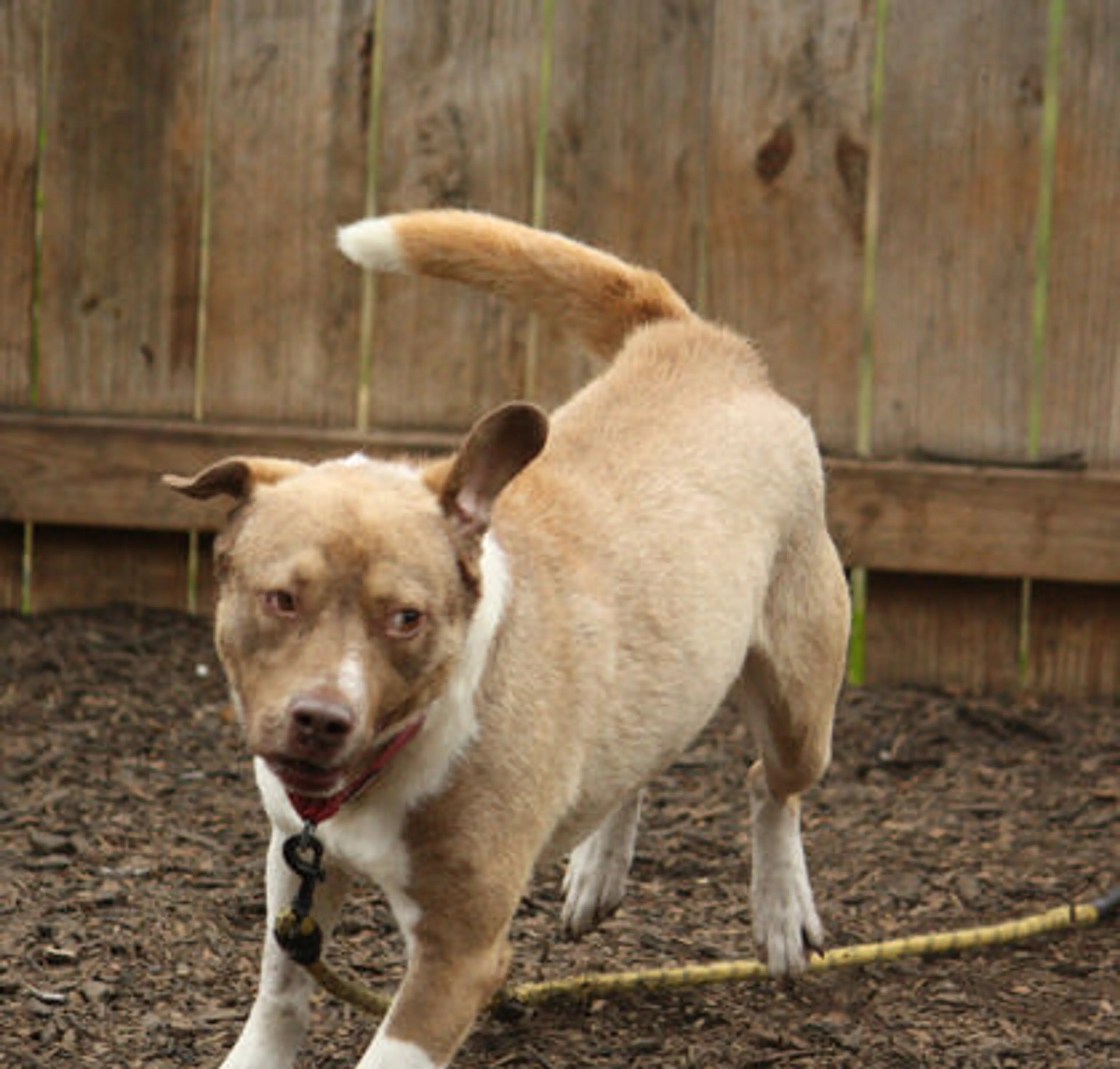 Found pet-2