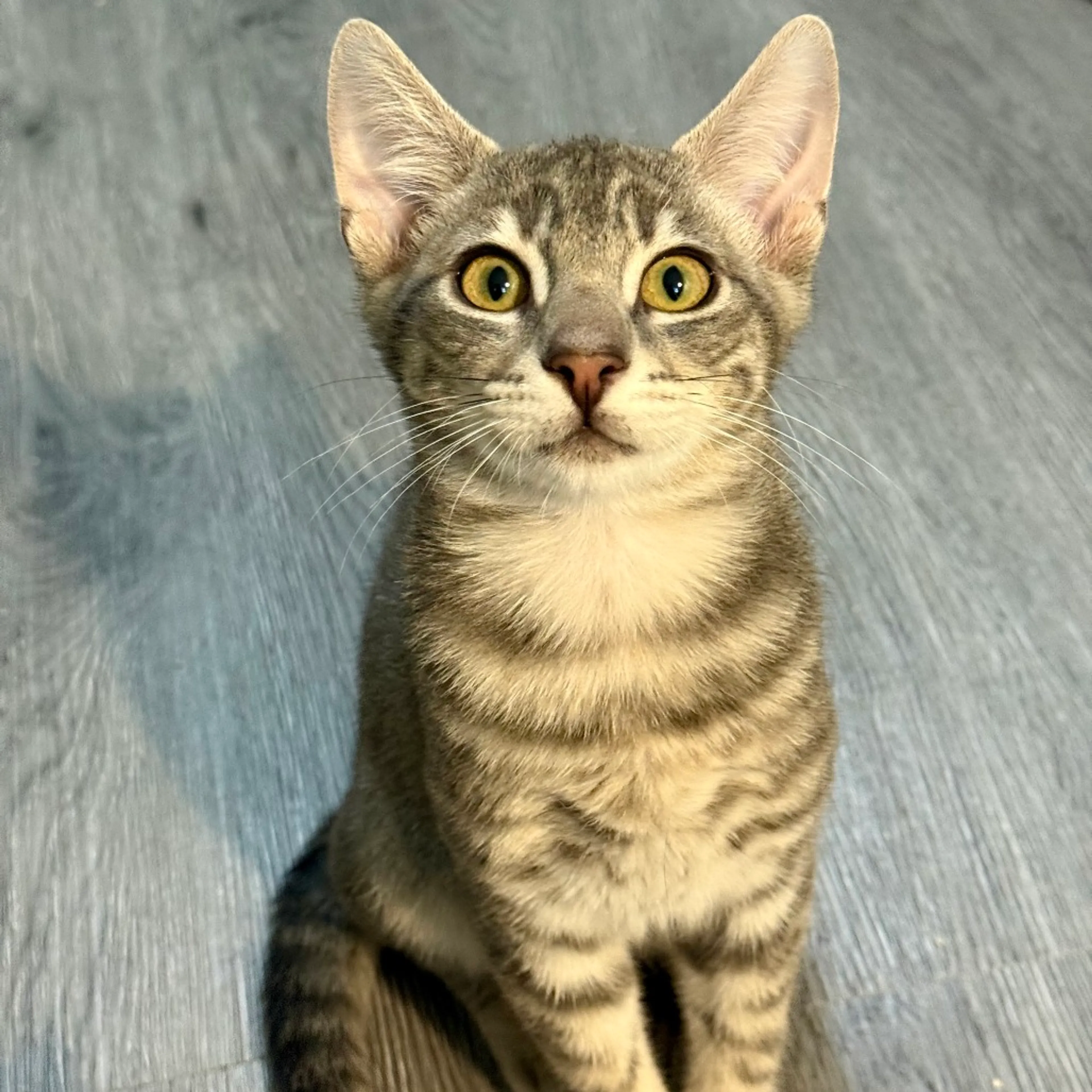 Found pet-1