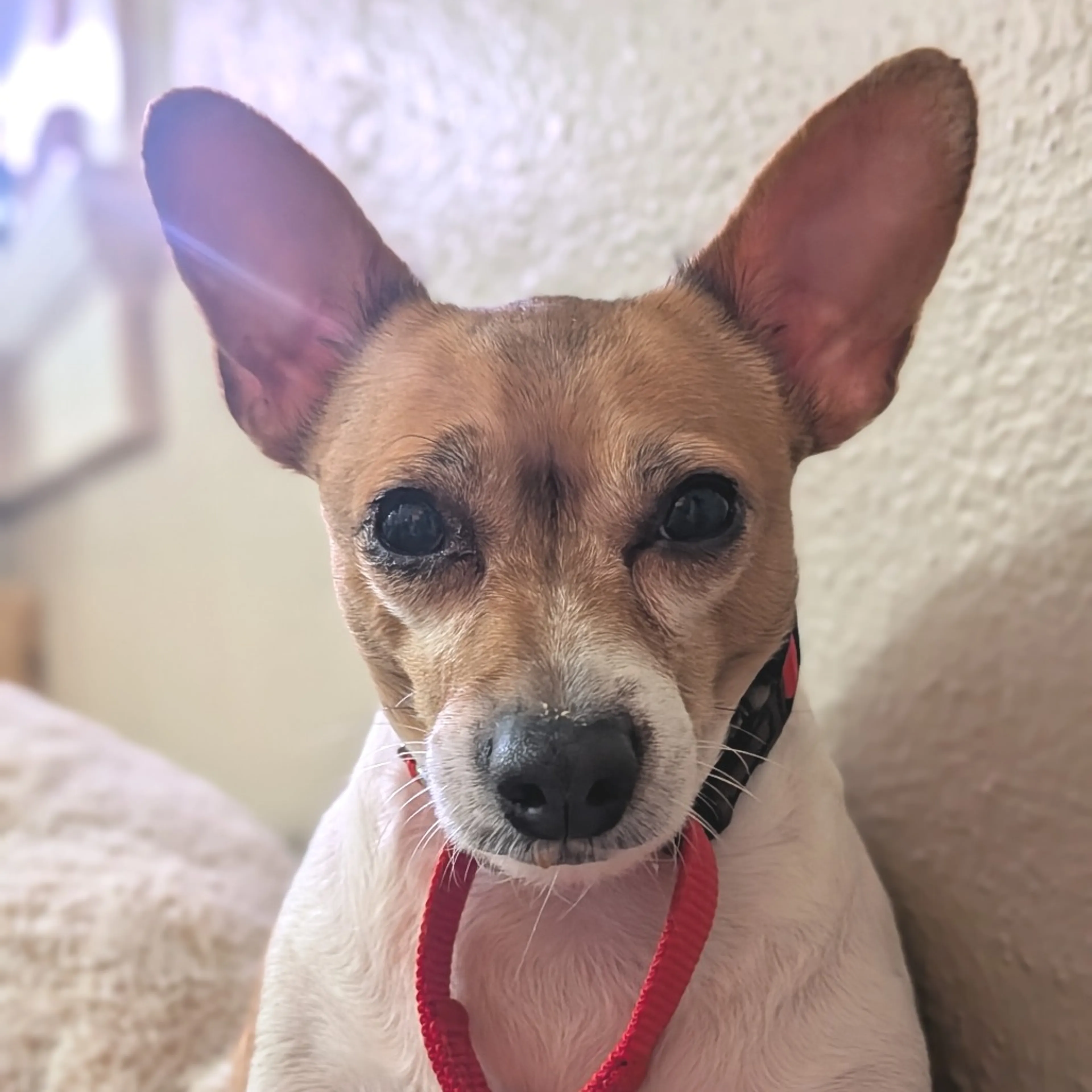 Found pet-4