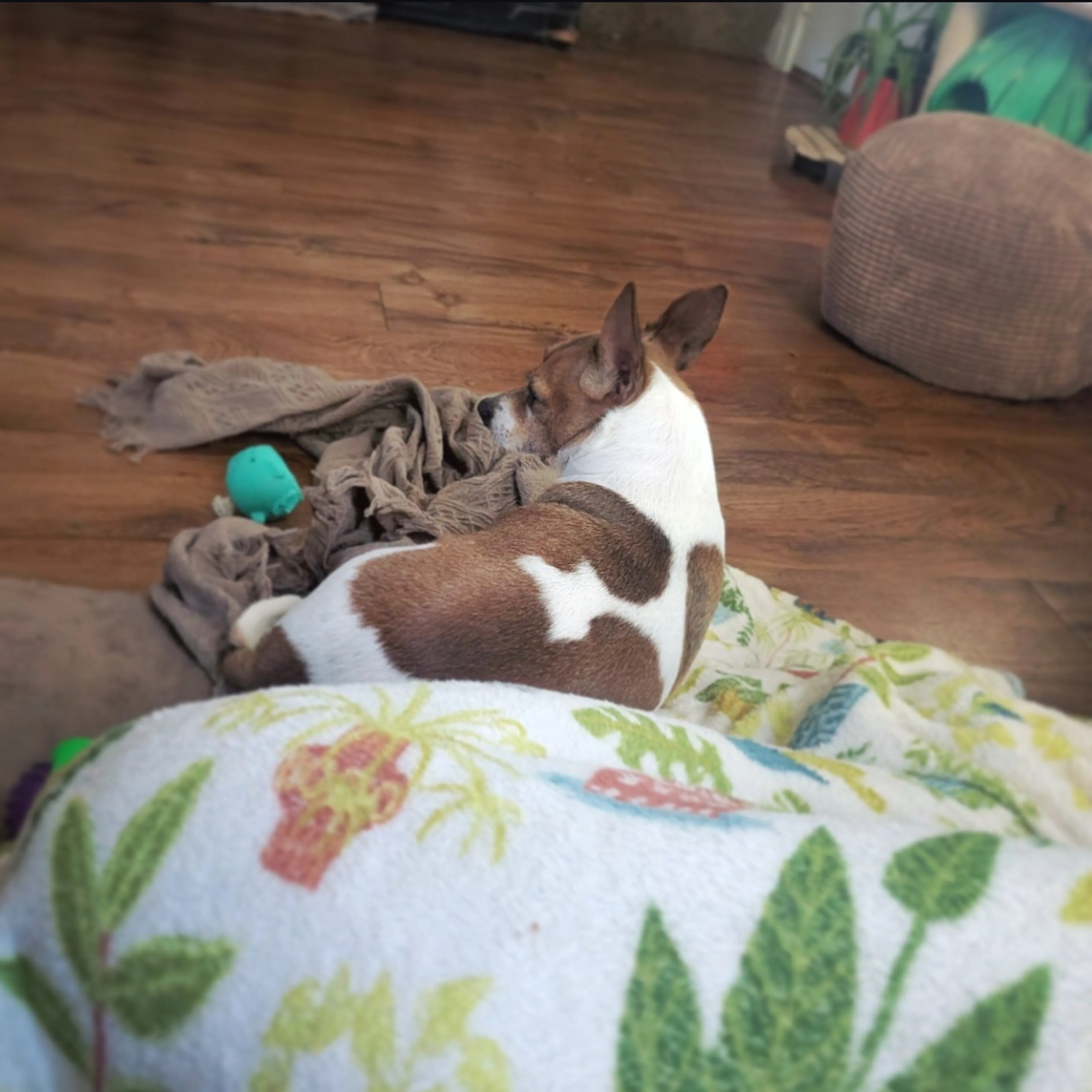 Found pet-8