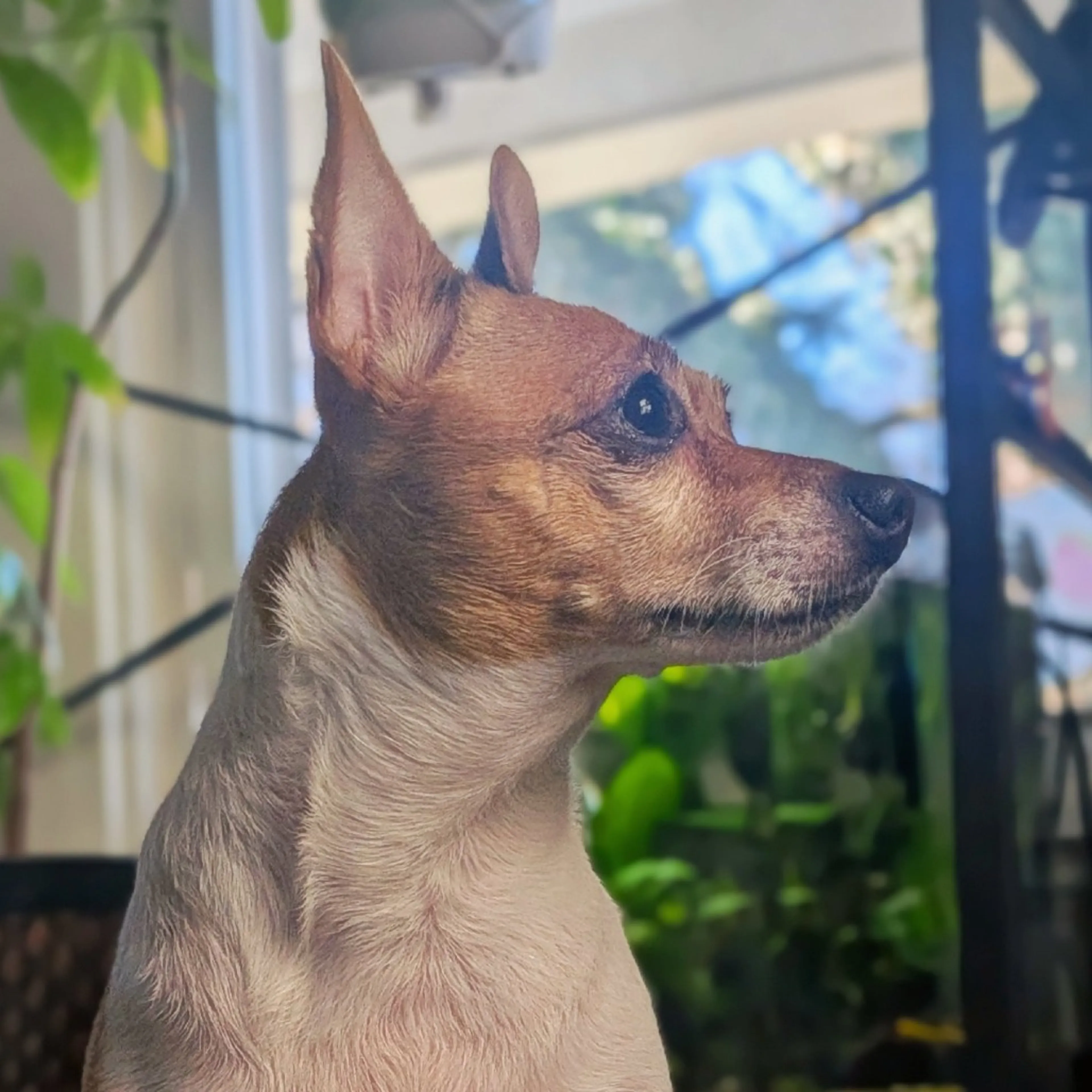 Found pet-5