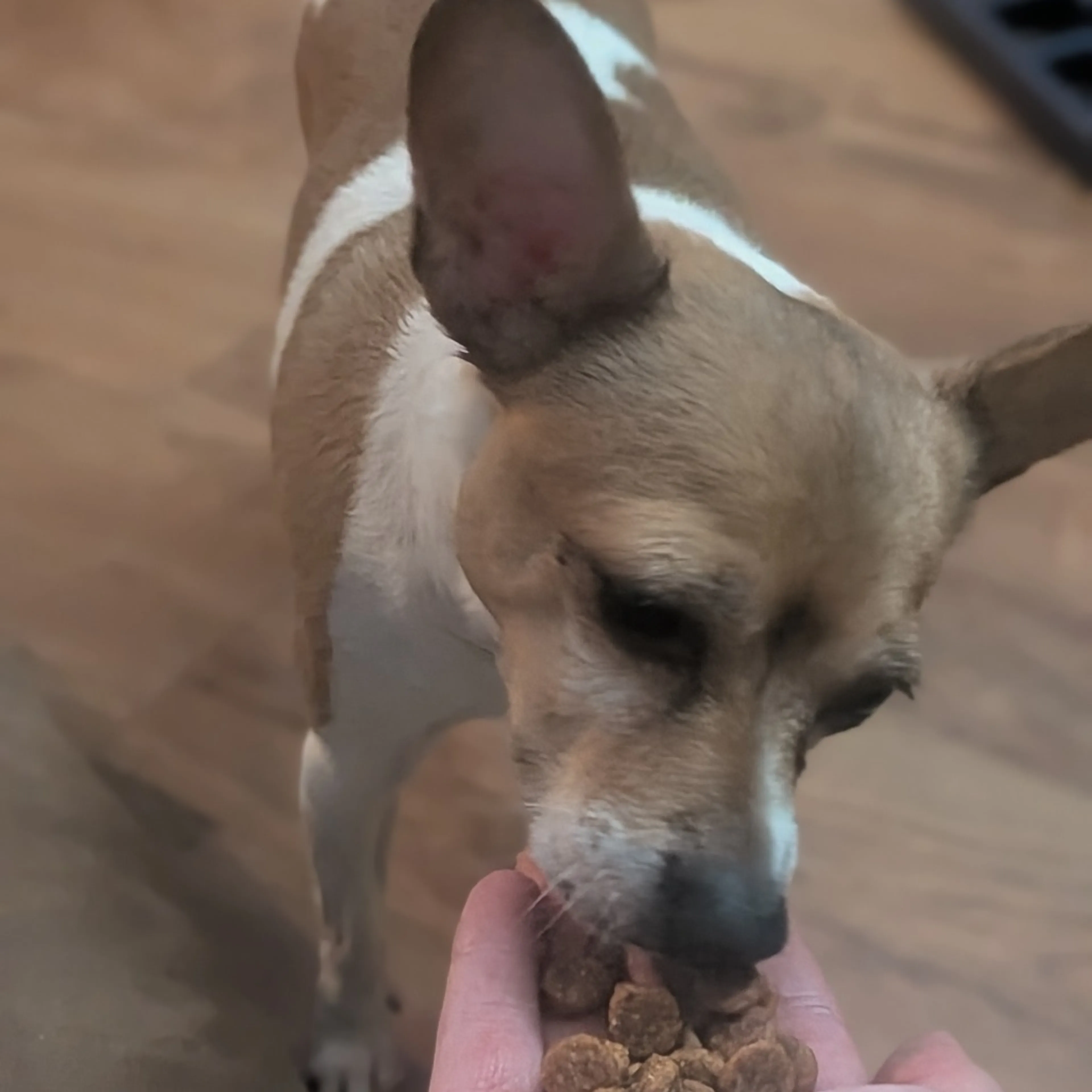 Found pet-9