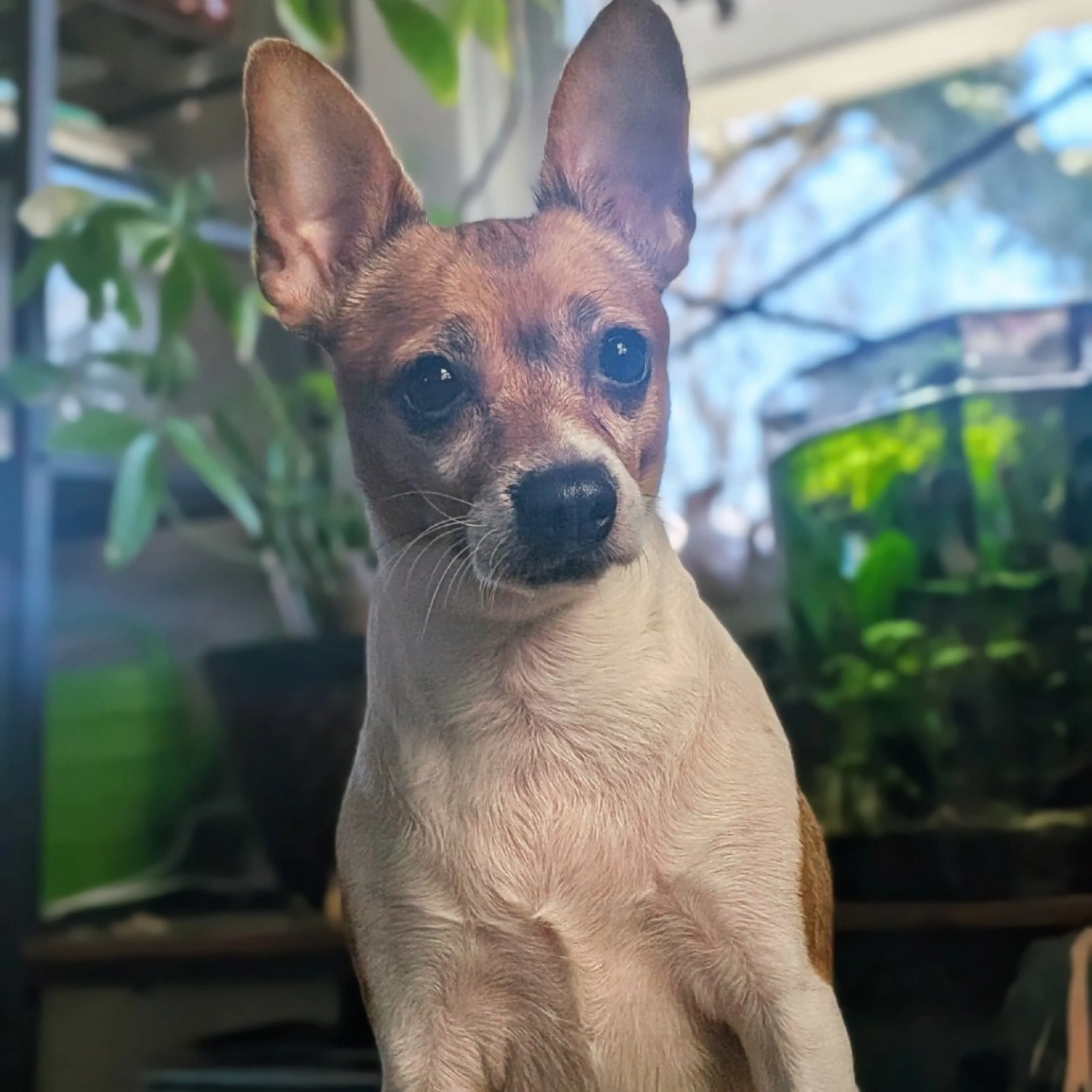 Found pet-7