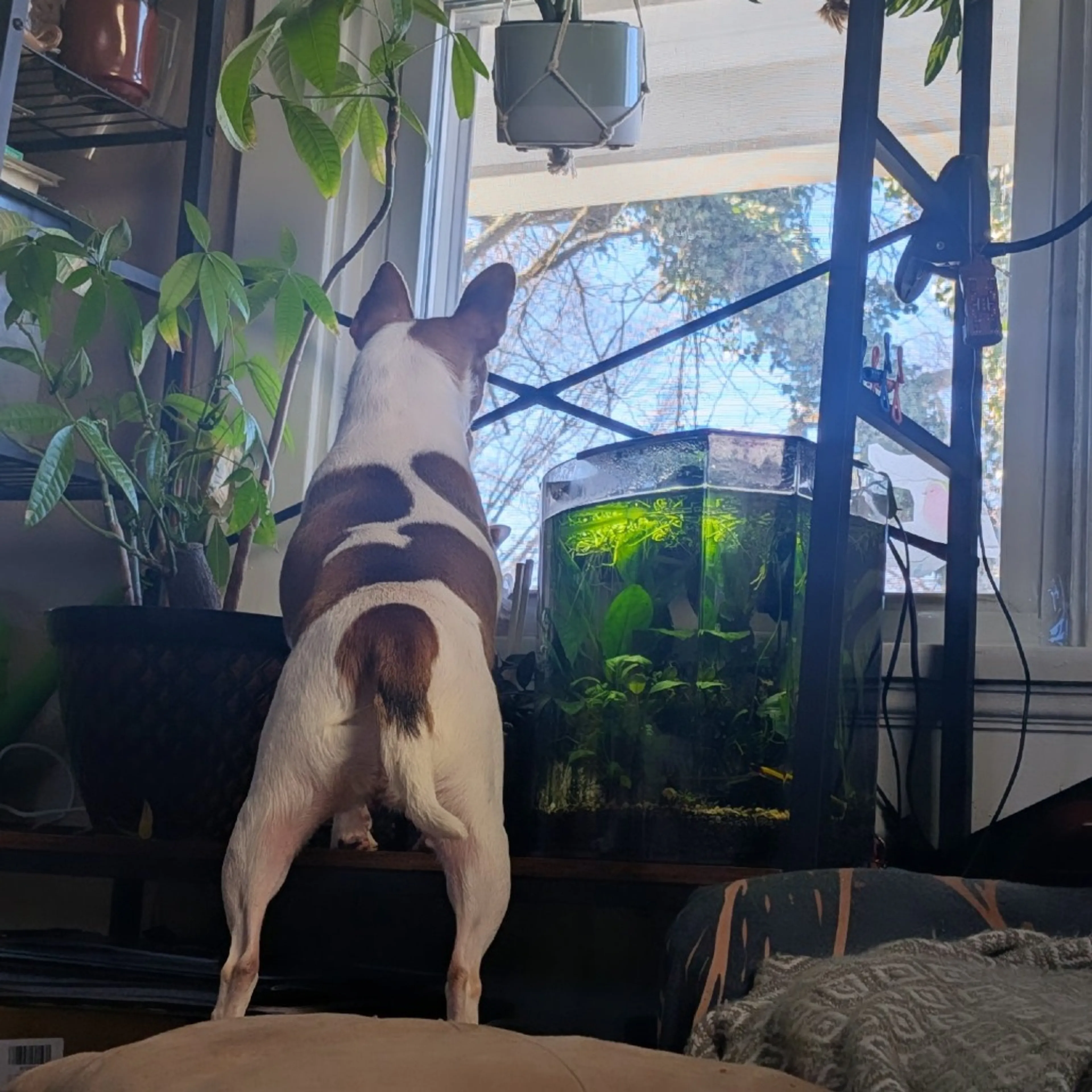 Found pet-6