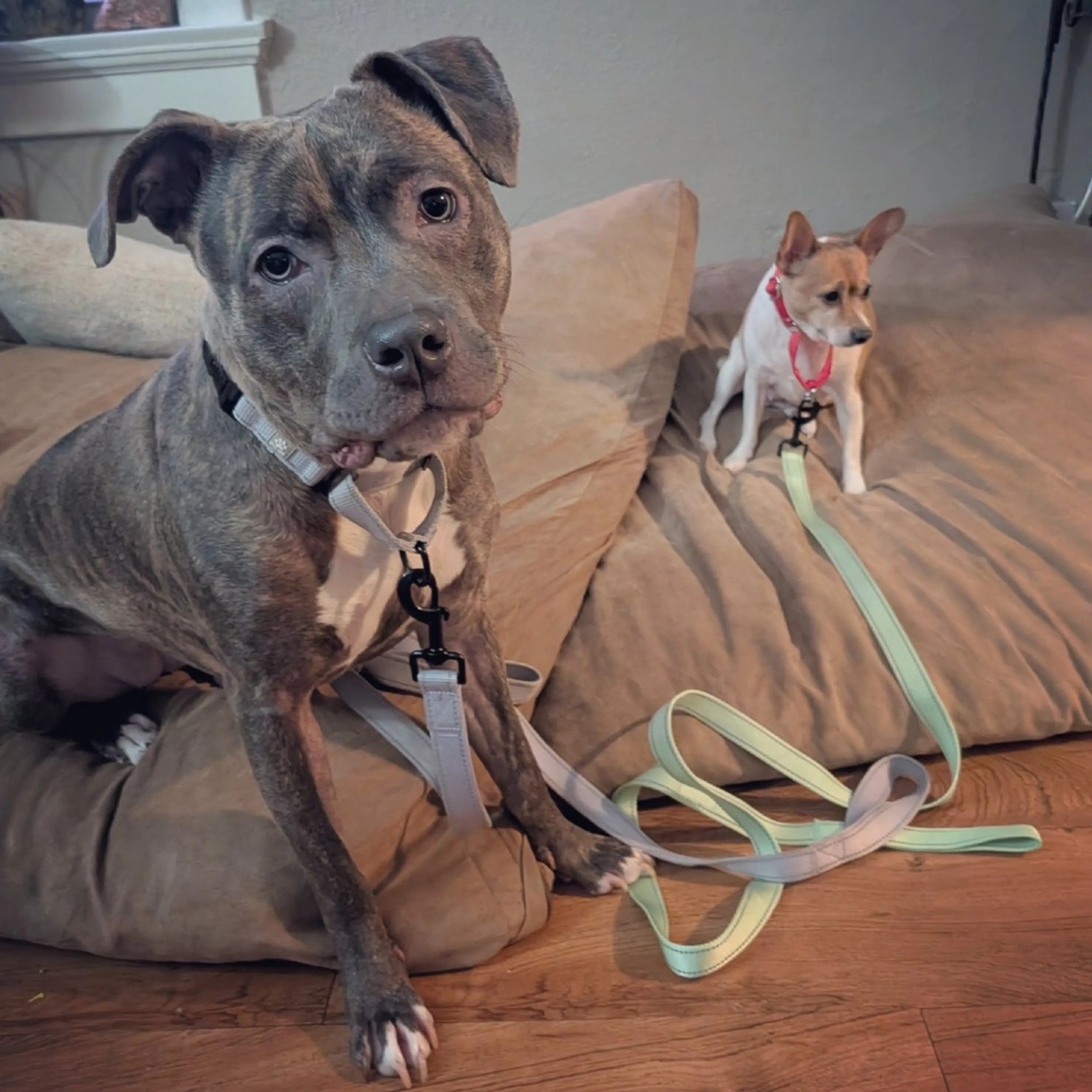 Found pet-2