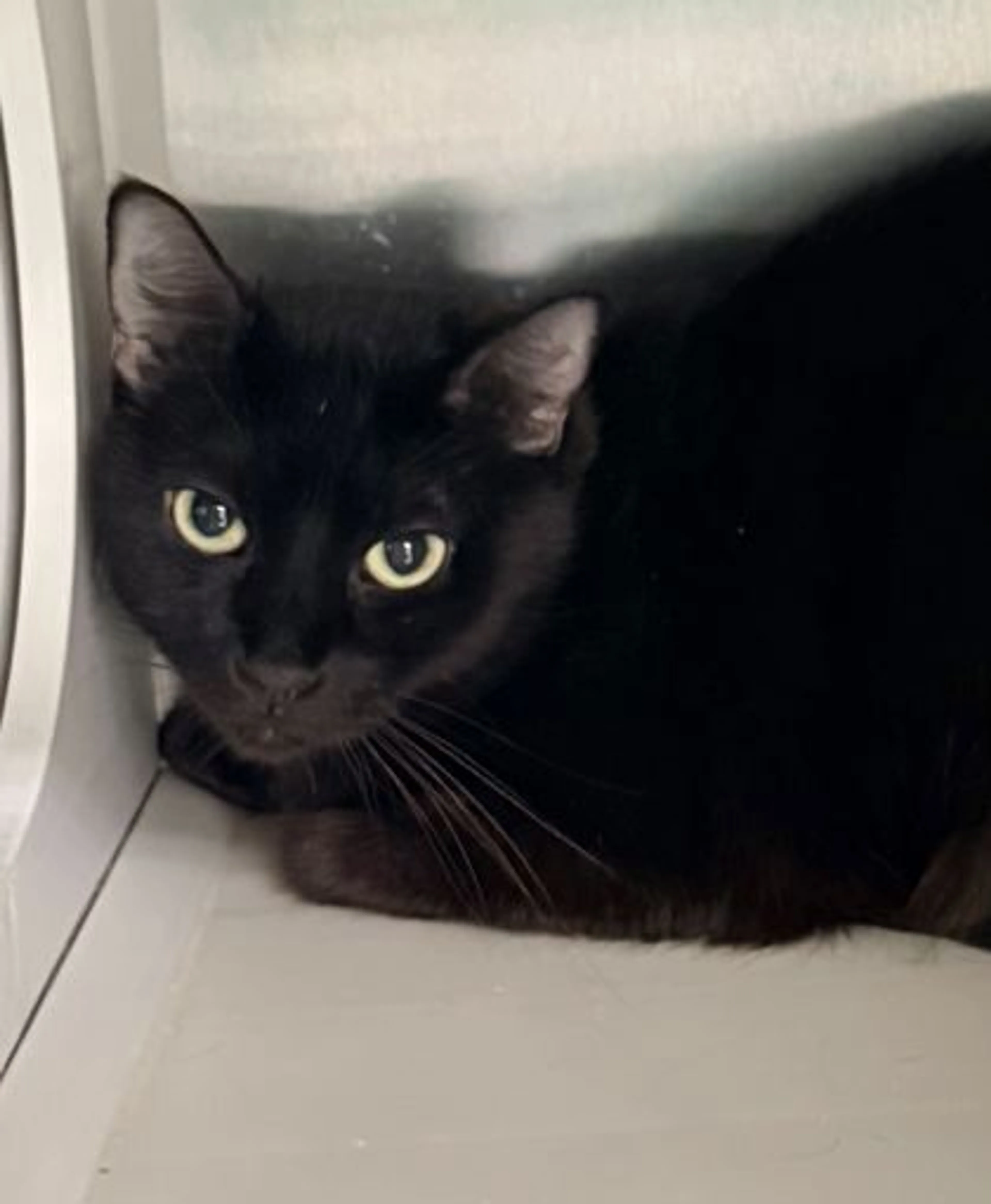 Found pet-2