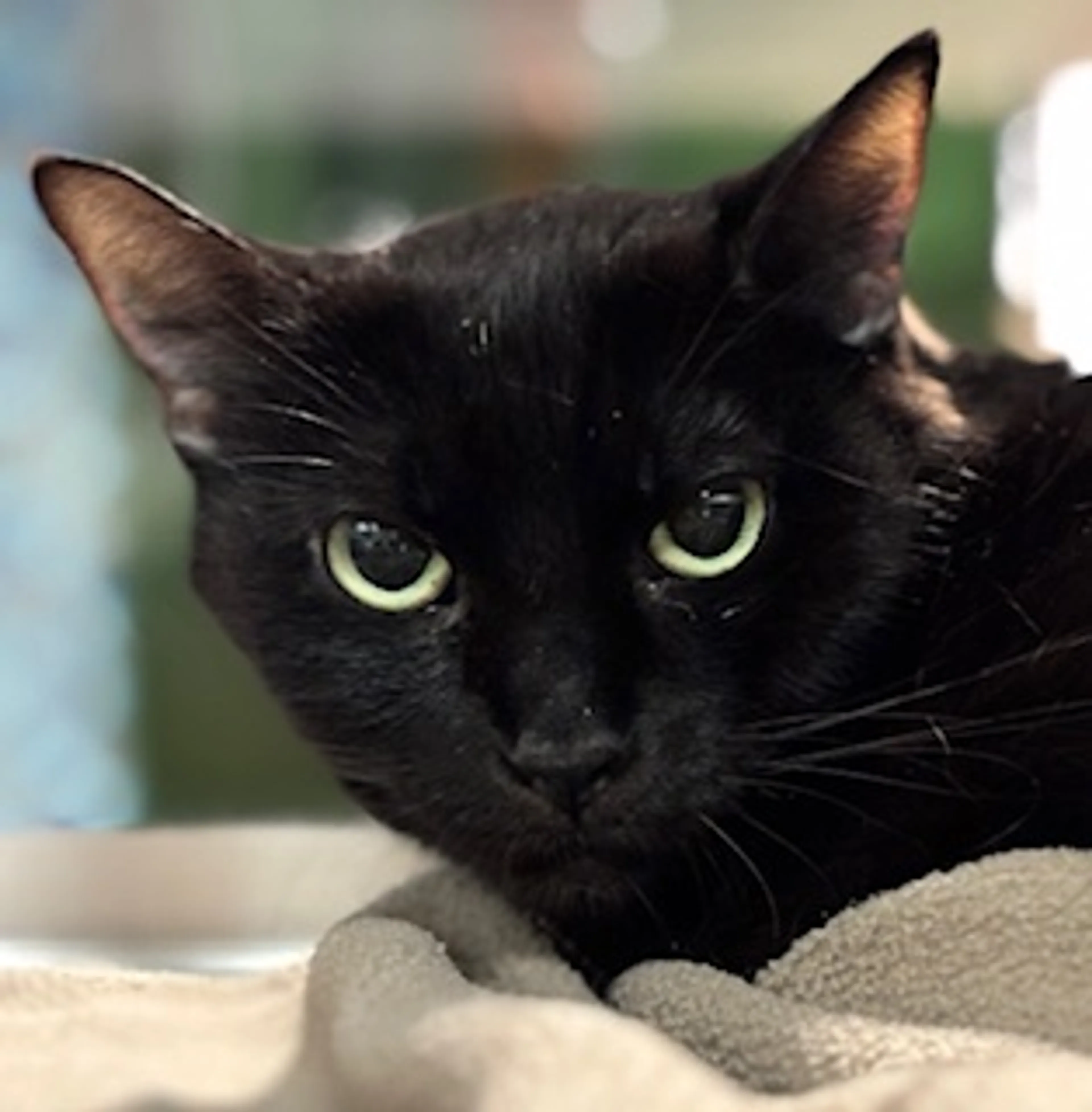 Found pet-1
