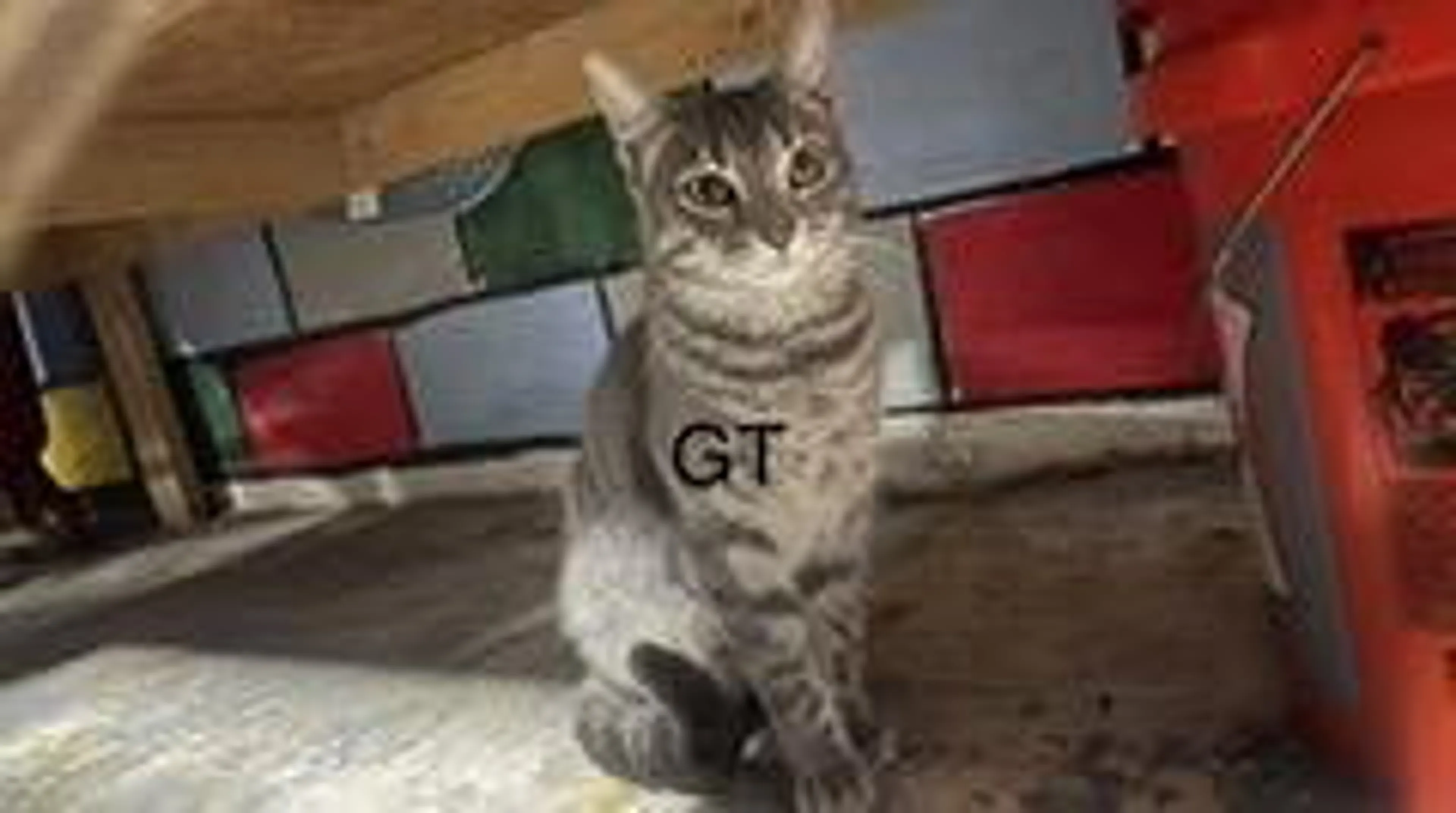 Found pet