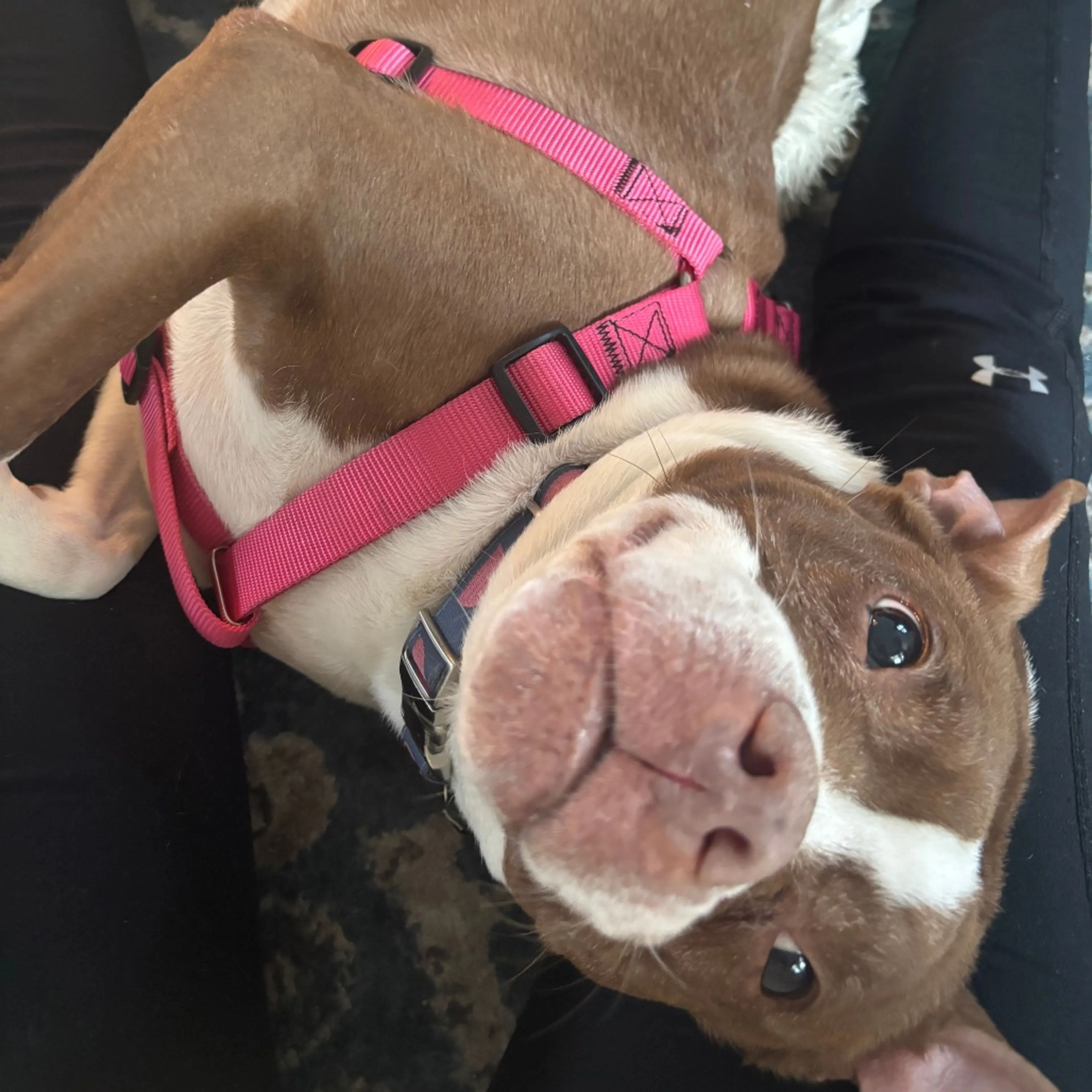 Found pet-4