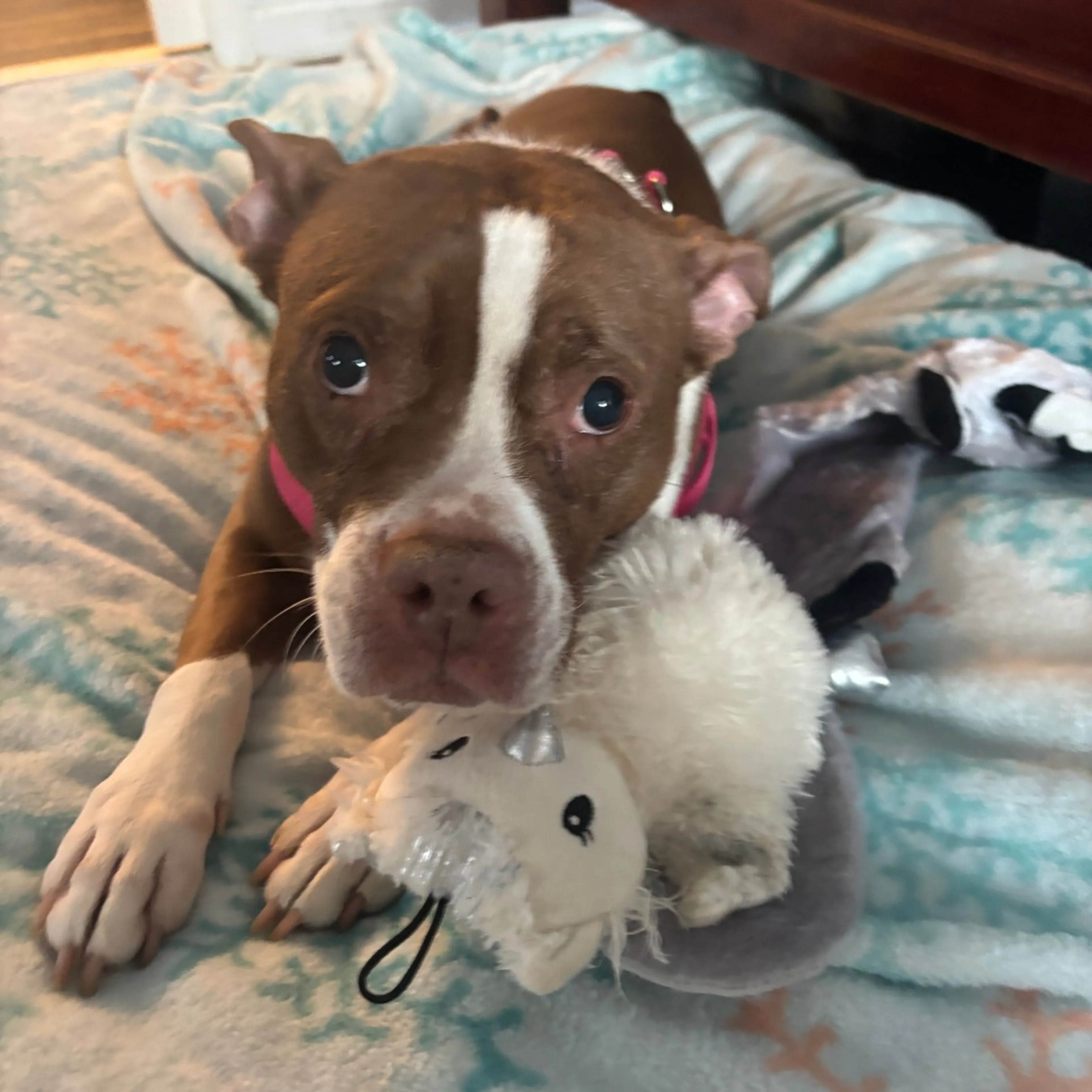 Found pet-3