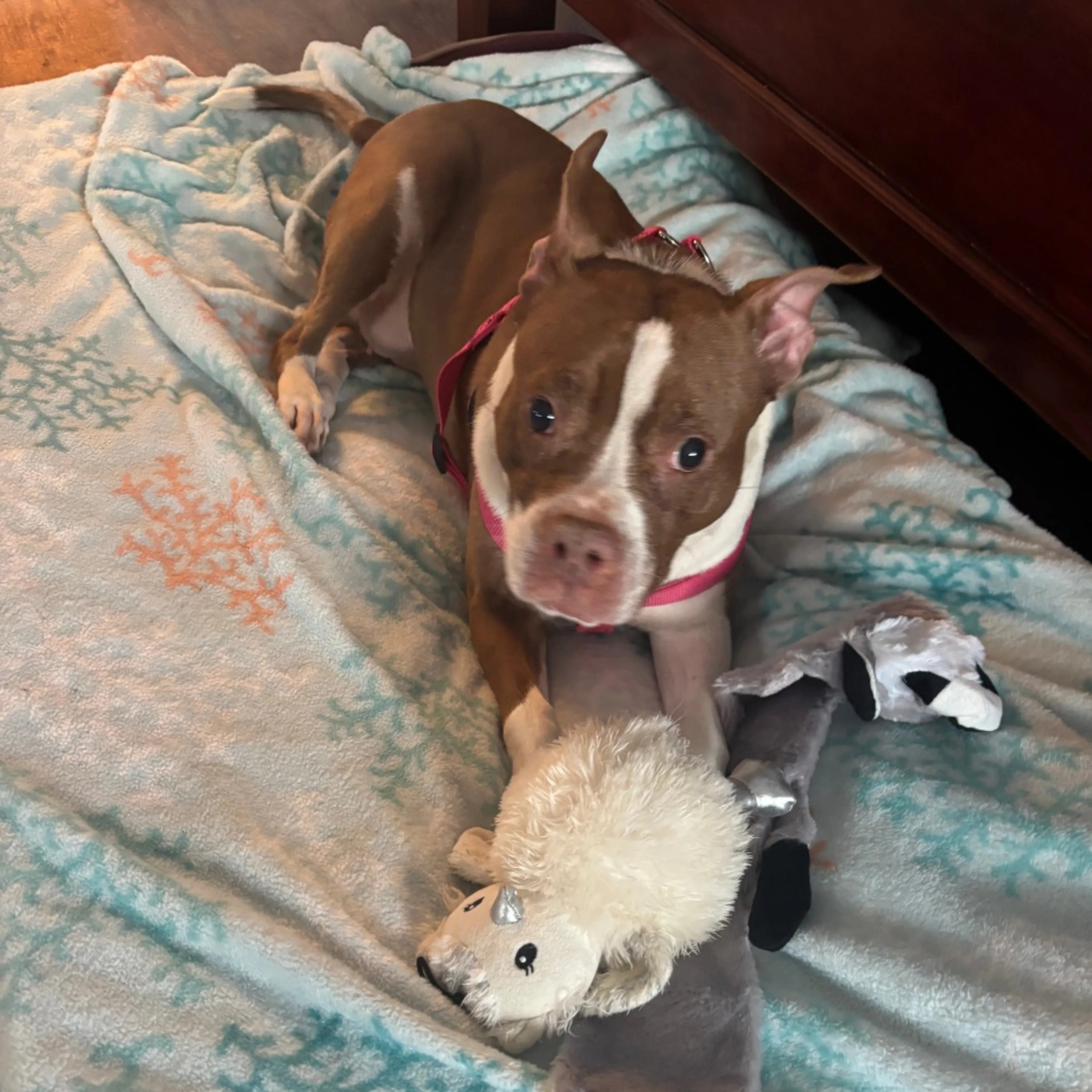 Found pet-2