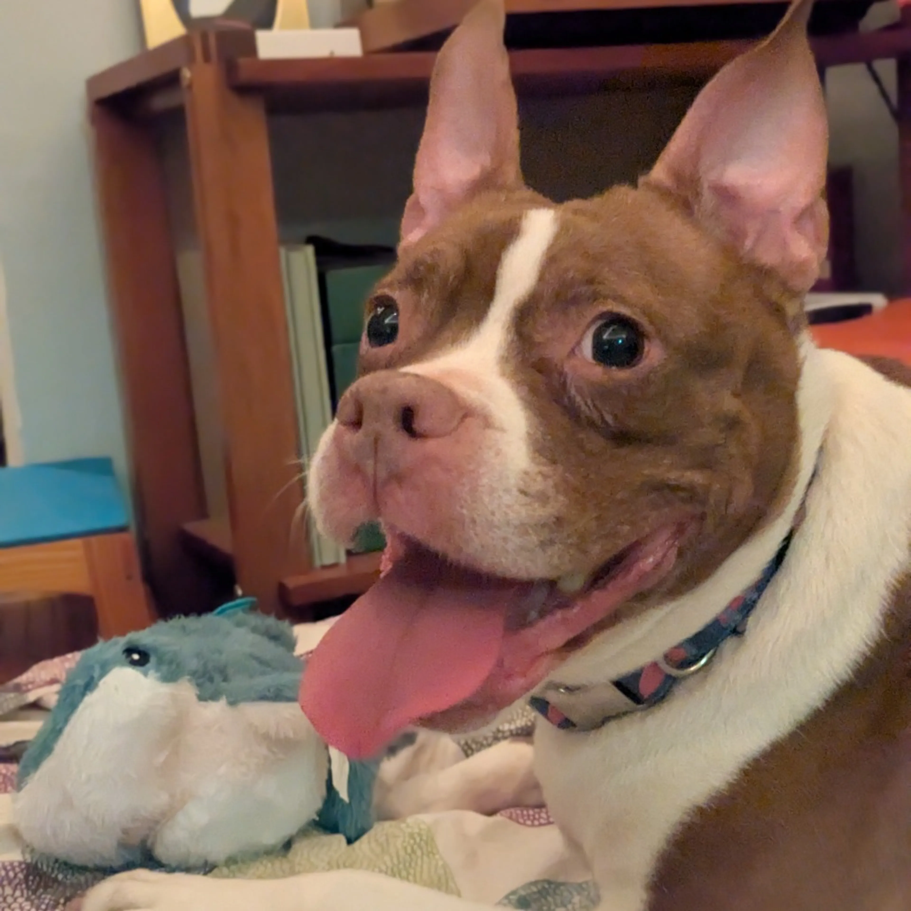 Found pet-8