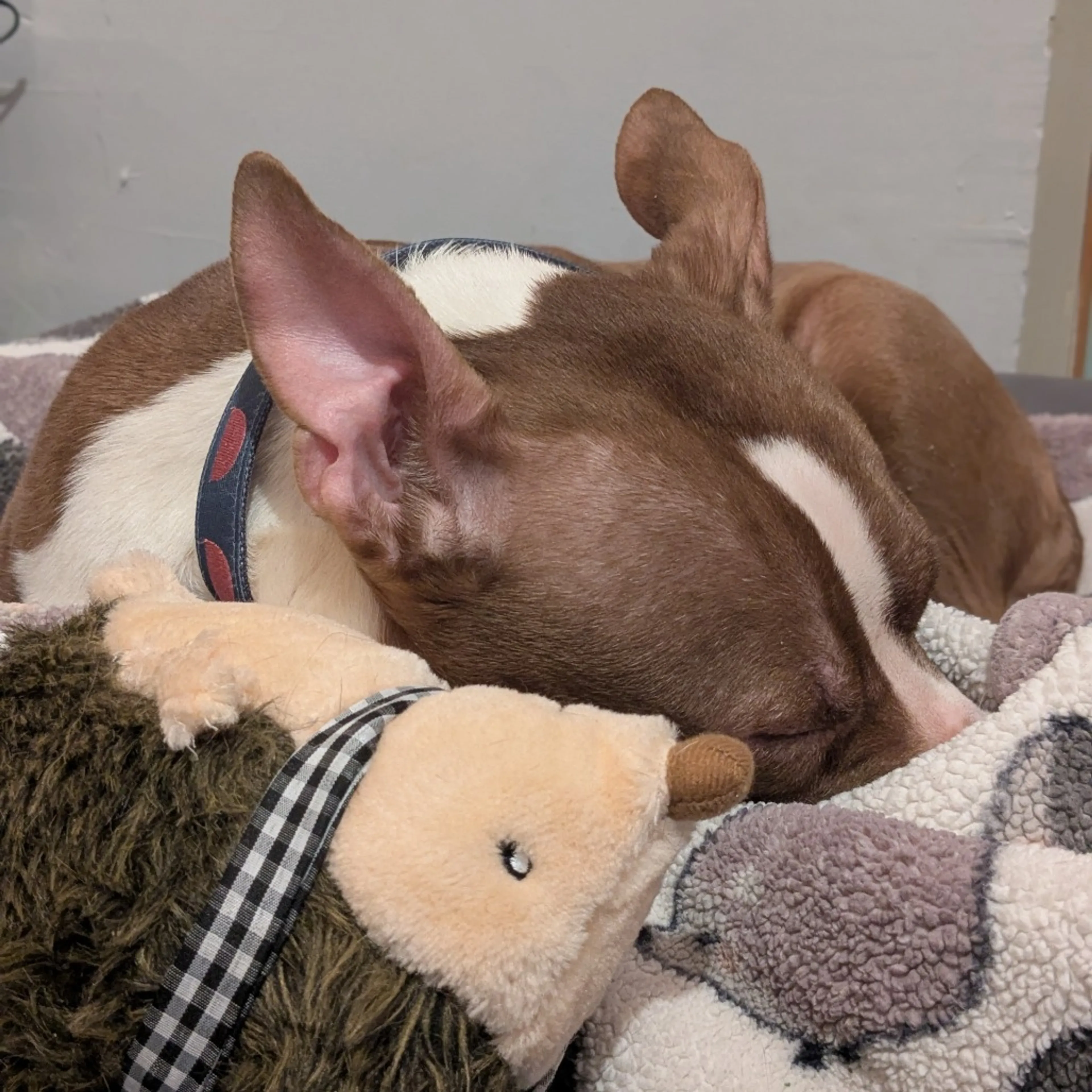 Found pet-19