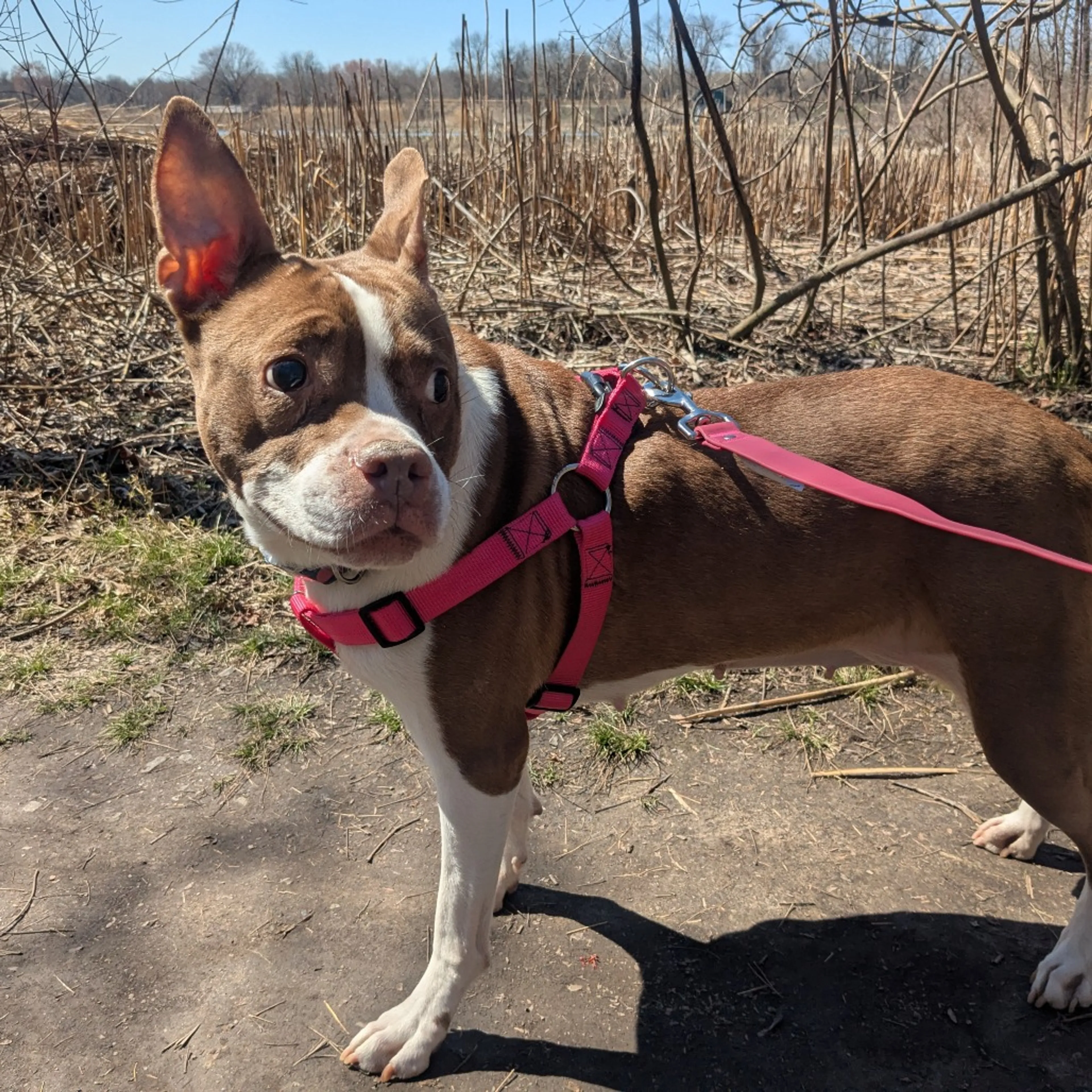 Found pet-20