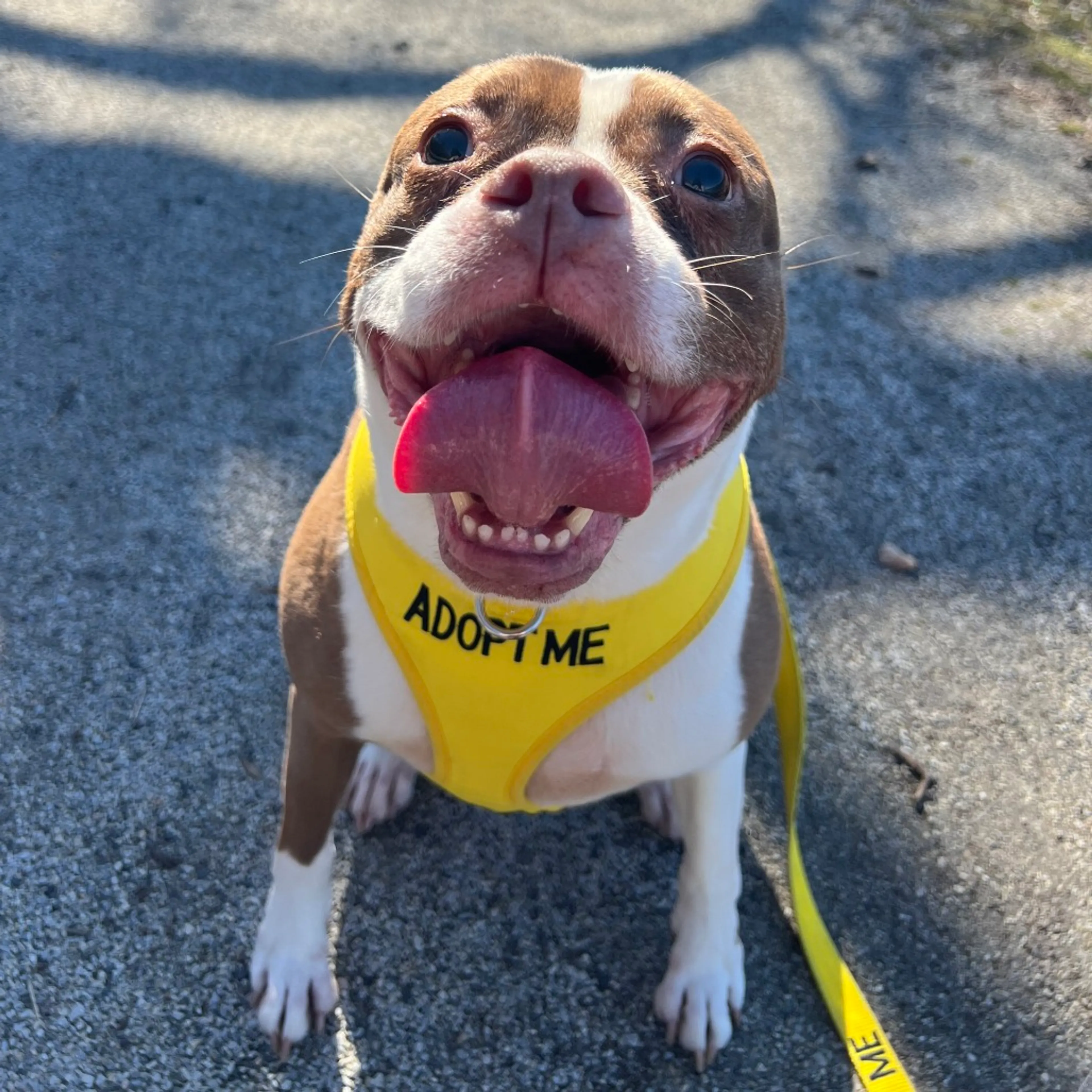 Found pet-11