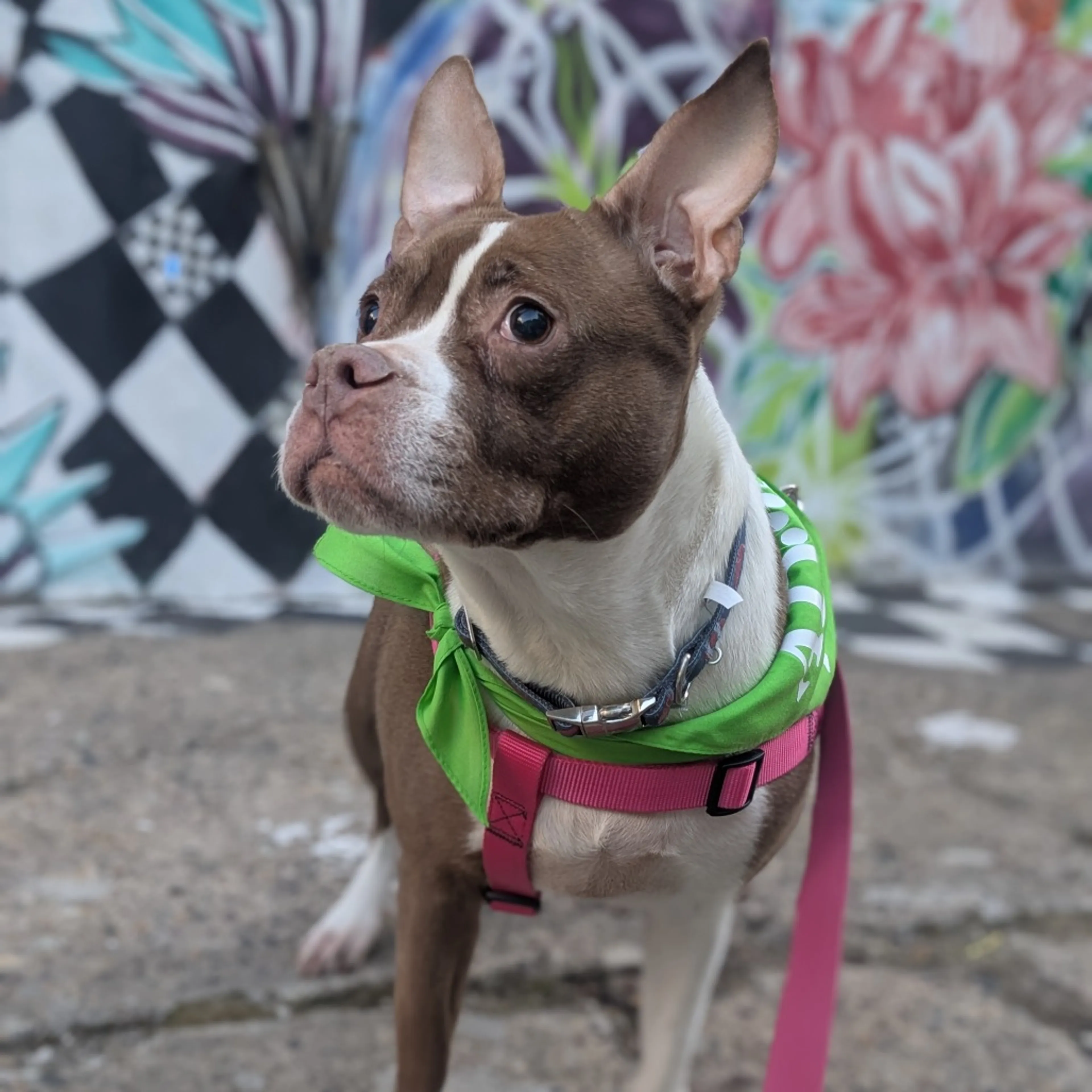 Found pet-18