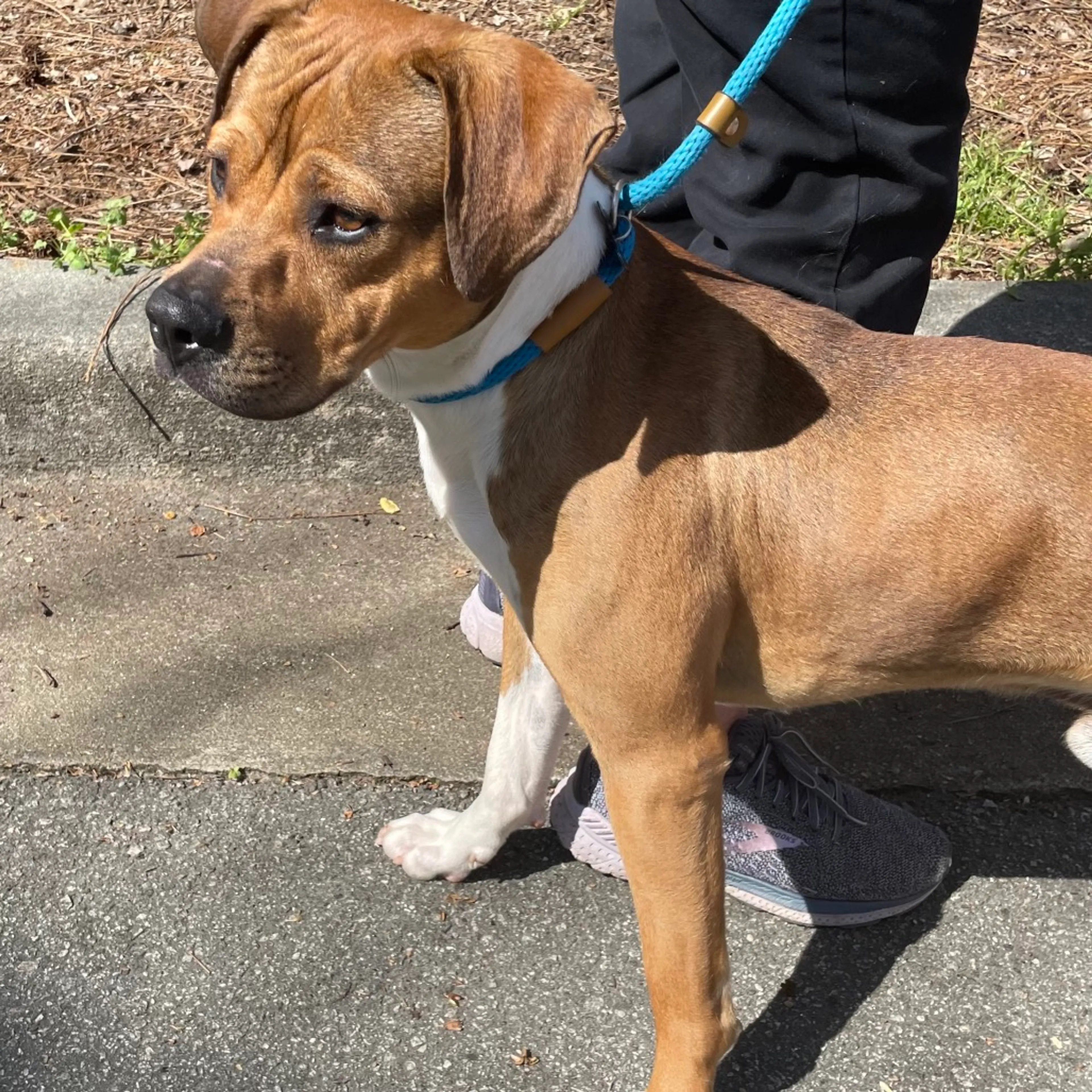 Found pet-2