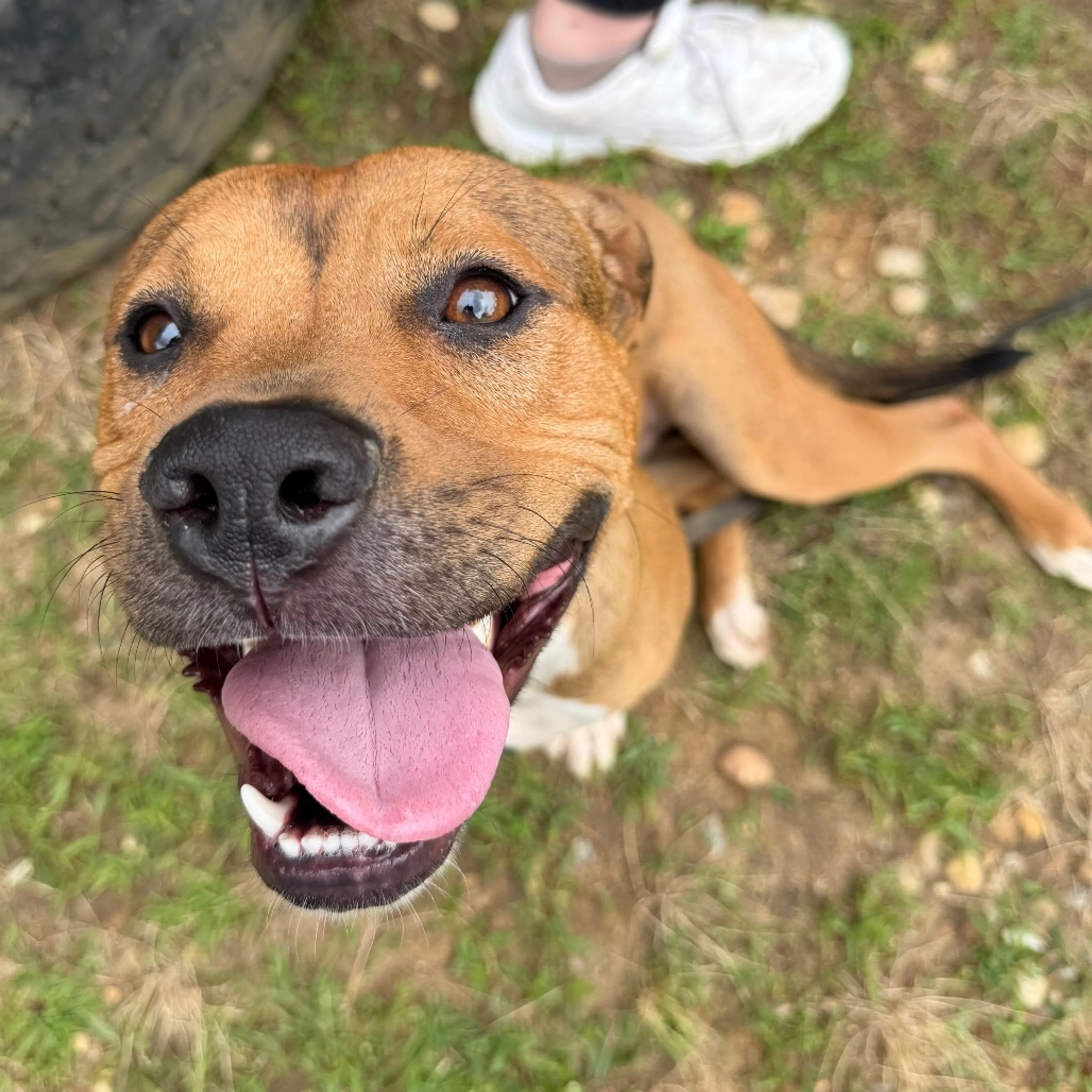 Found pet-8