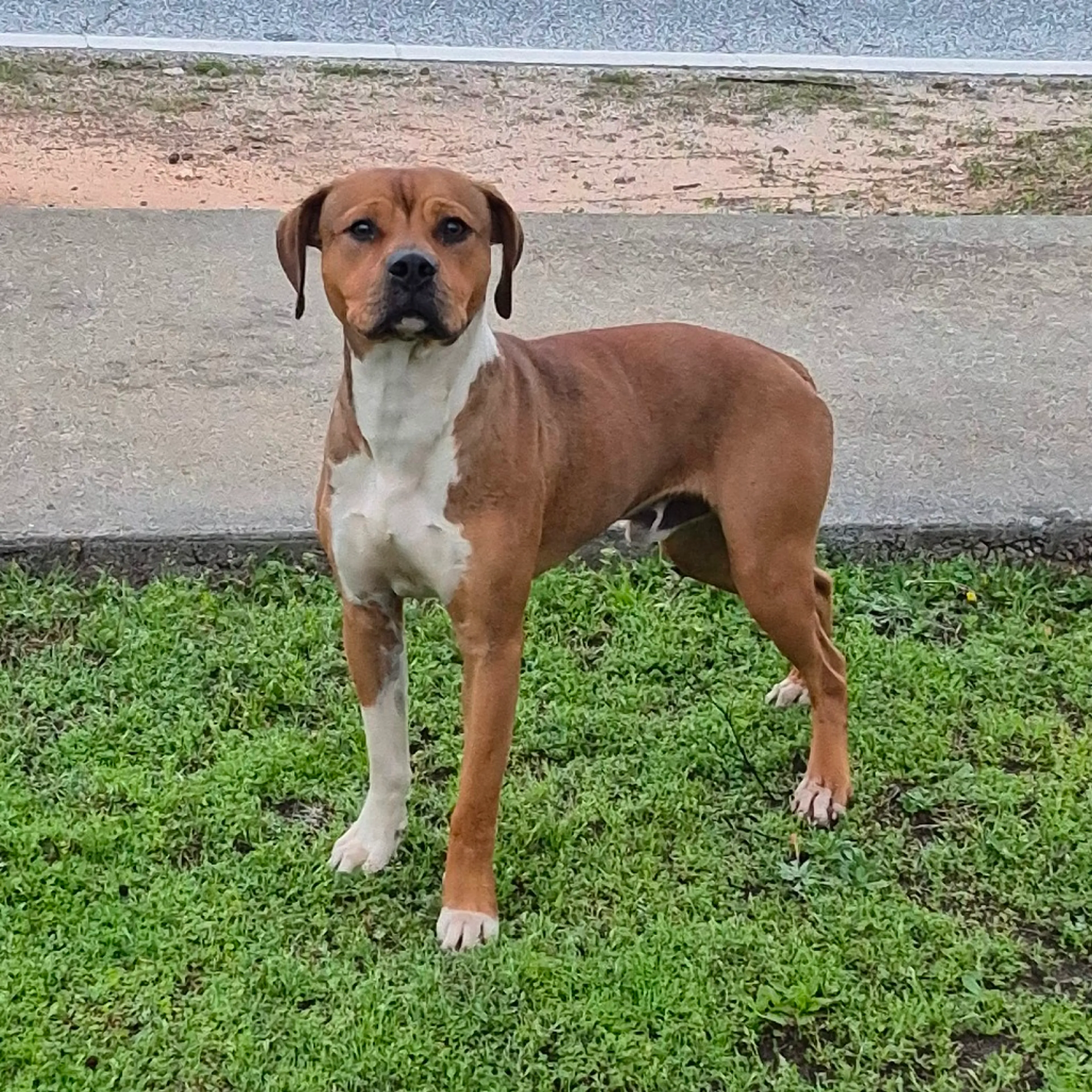 Found pet-1