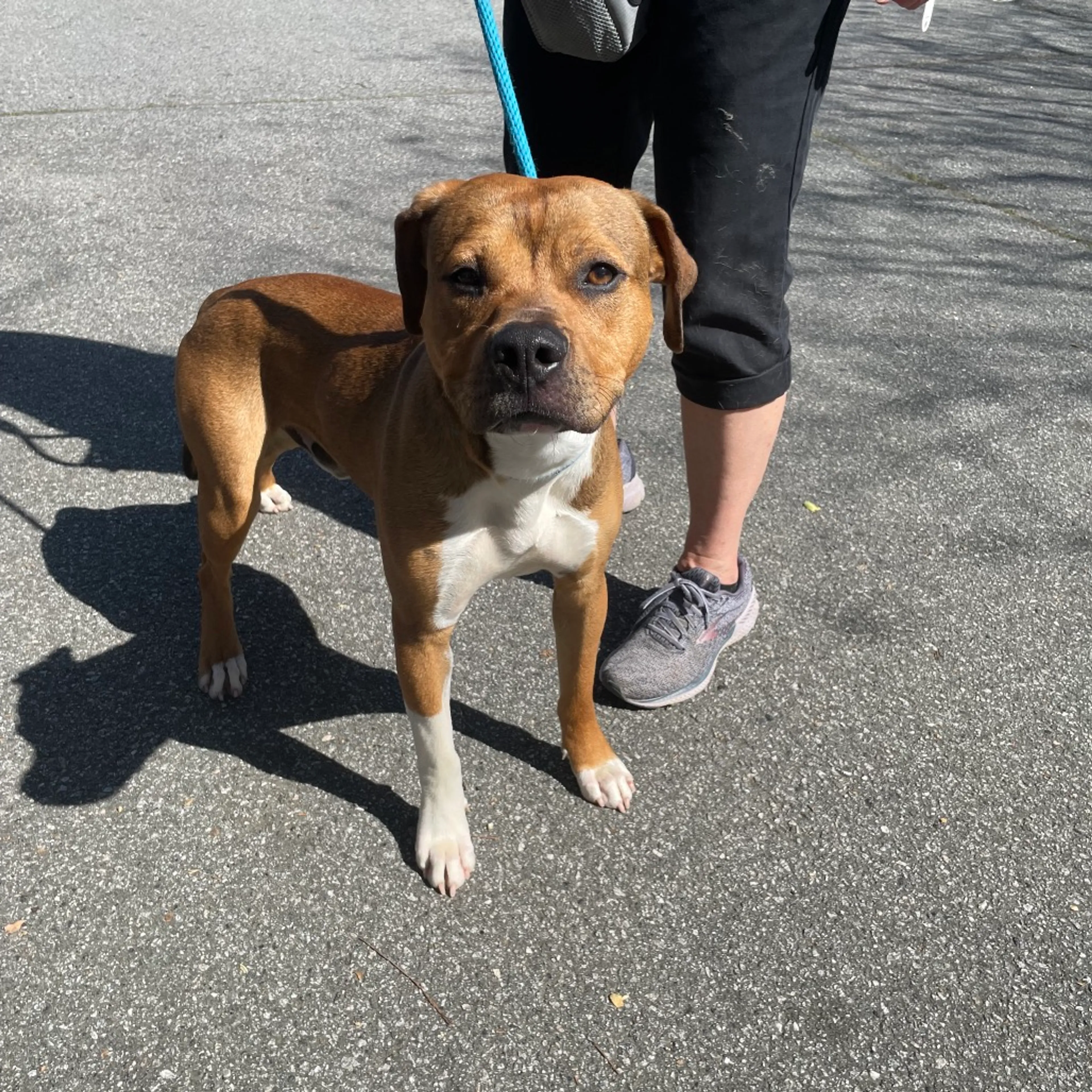 Found pet-3