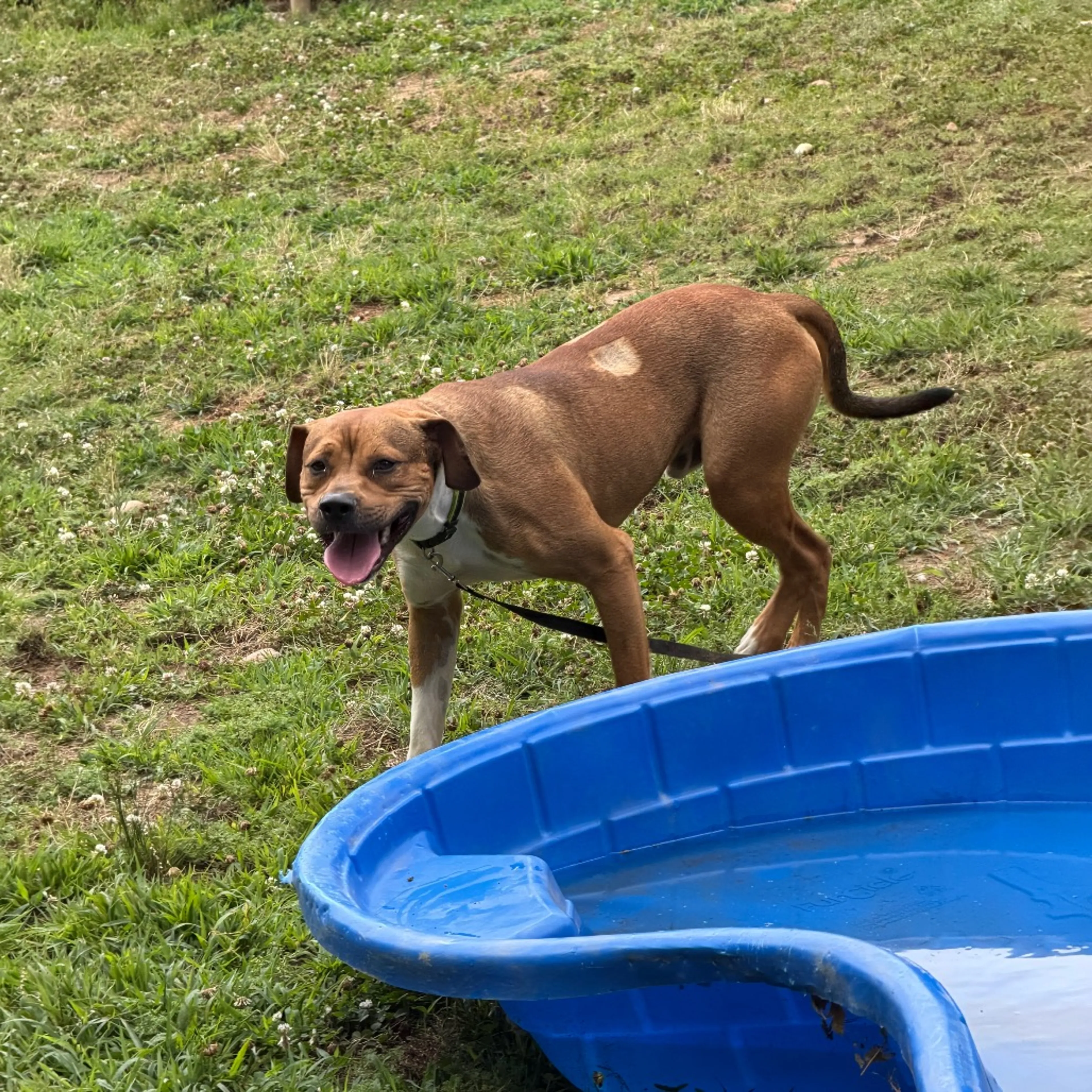 Found pet-9