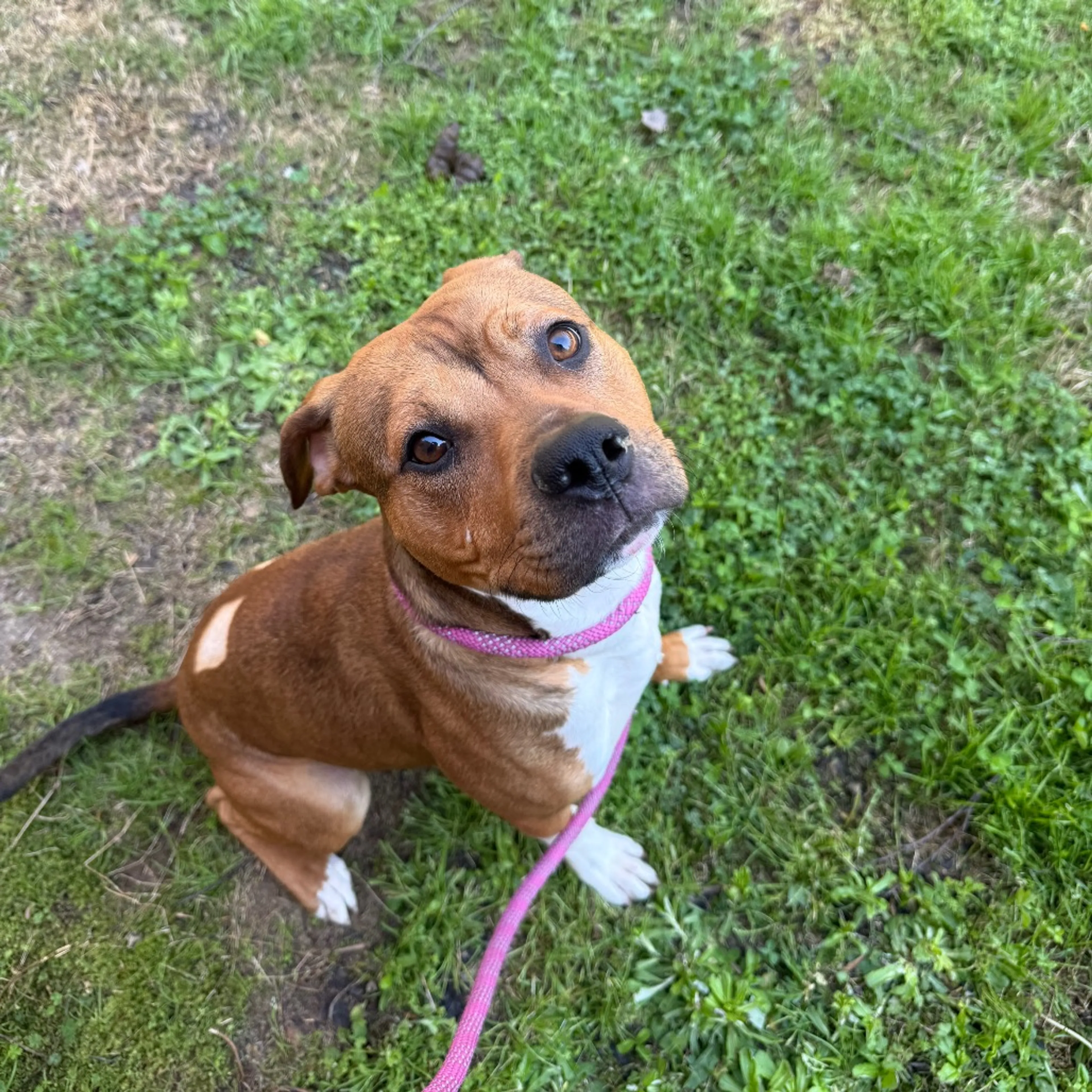 Found pet-7