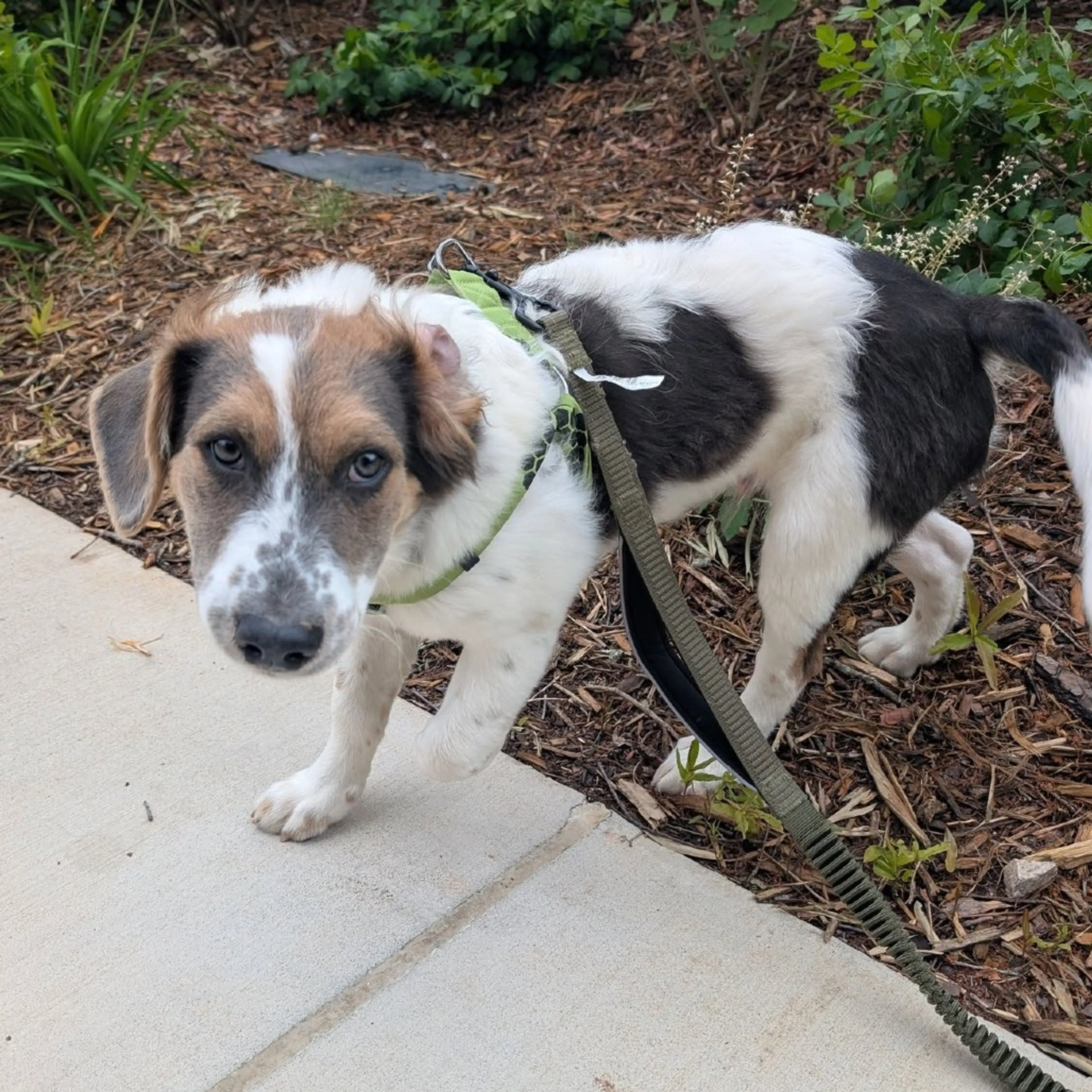 Found pet-8