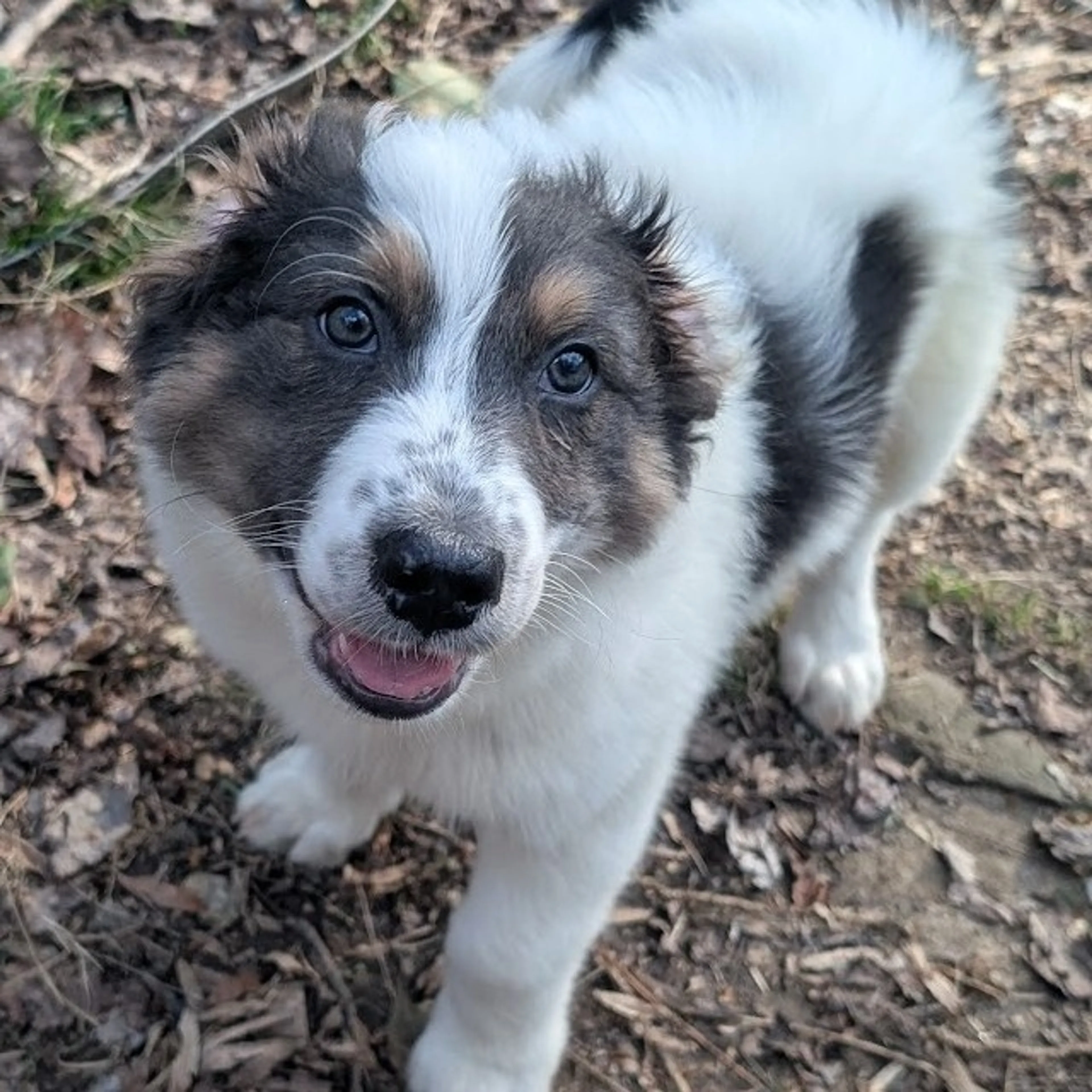 Found pet-6