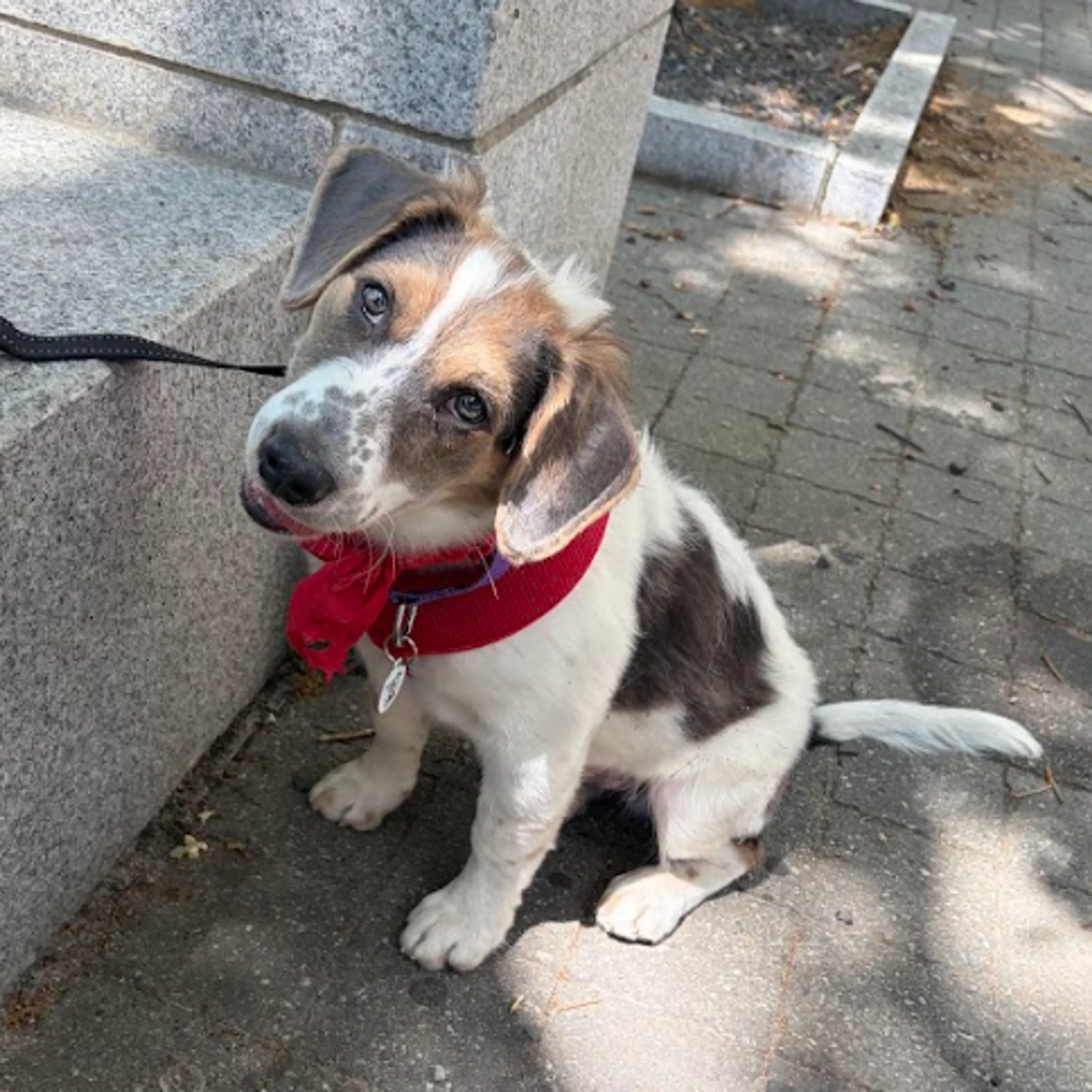 Found pet-10