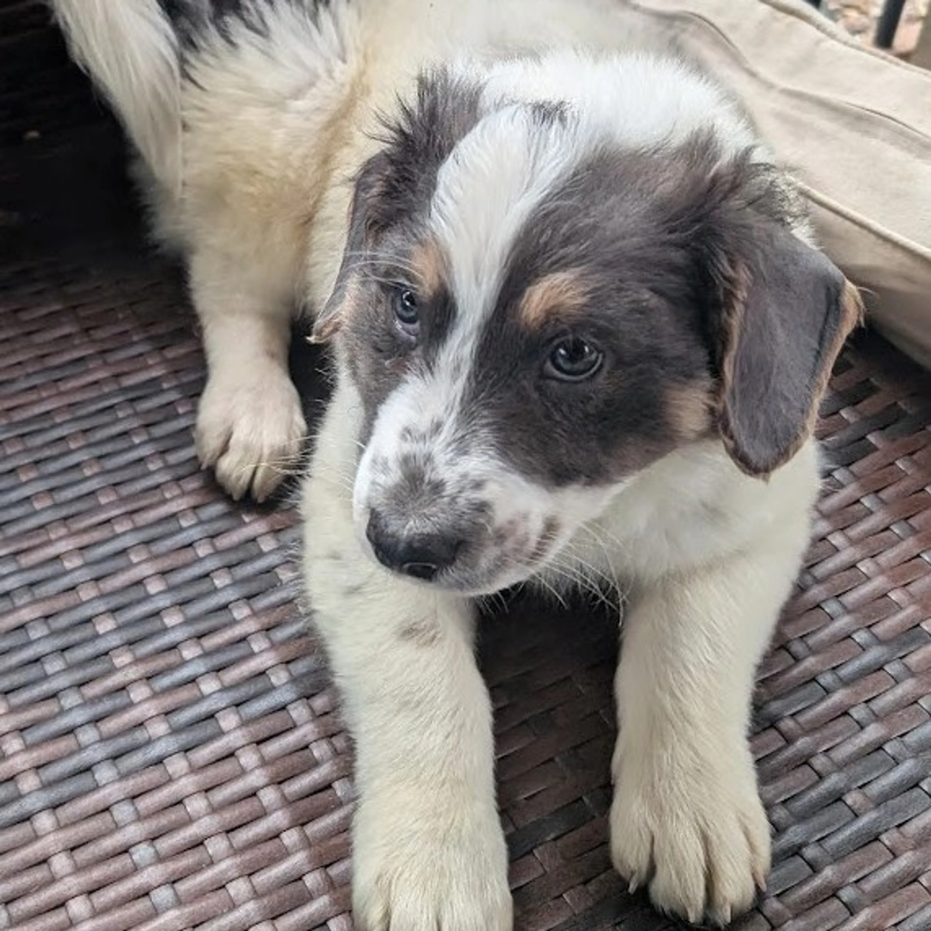 Found pet-7