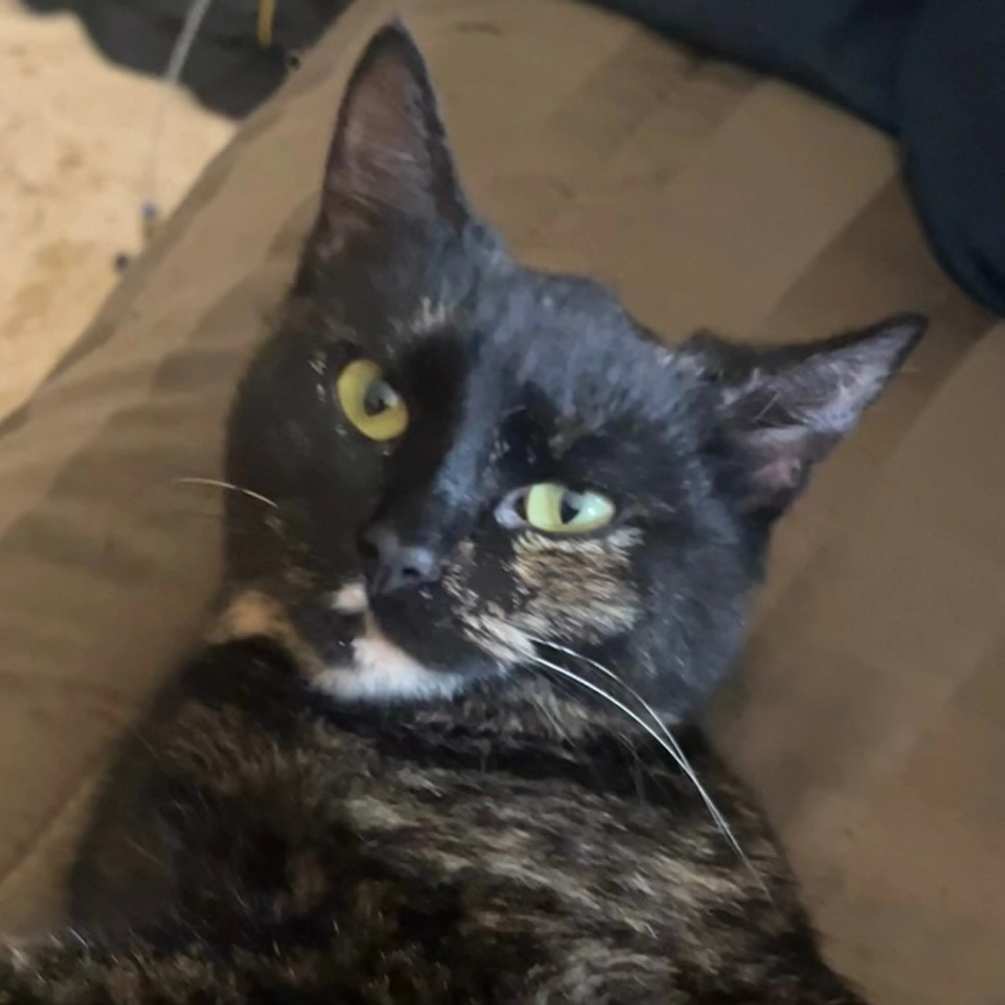 Lost pet-2