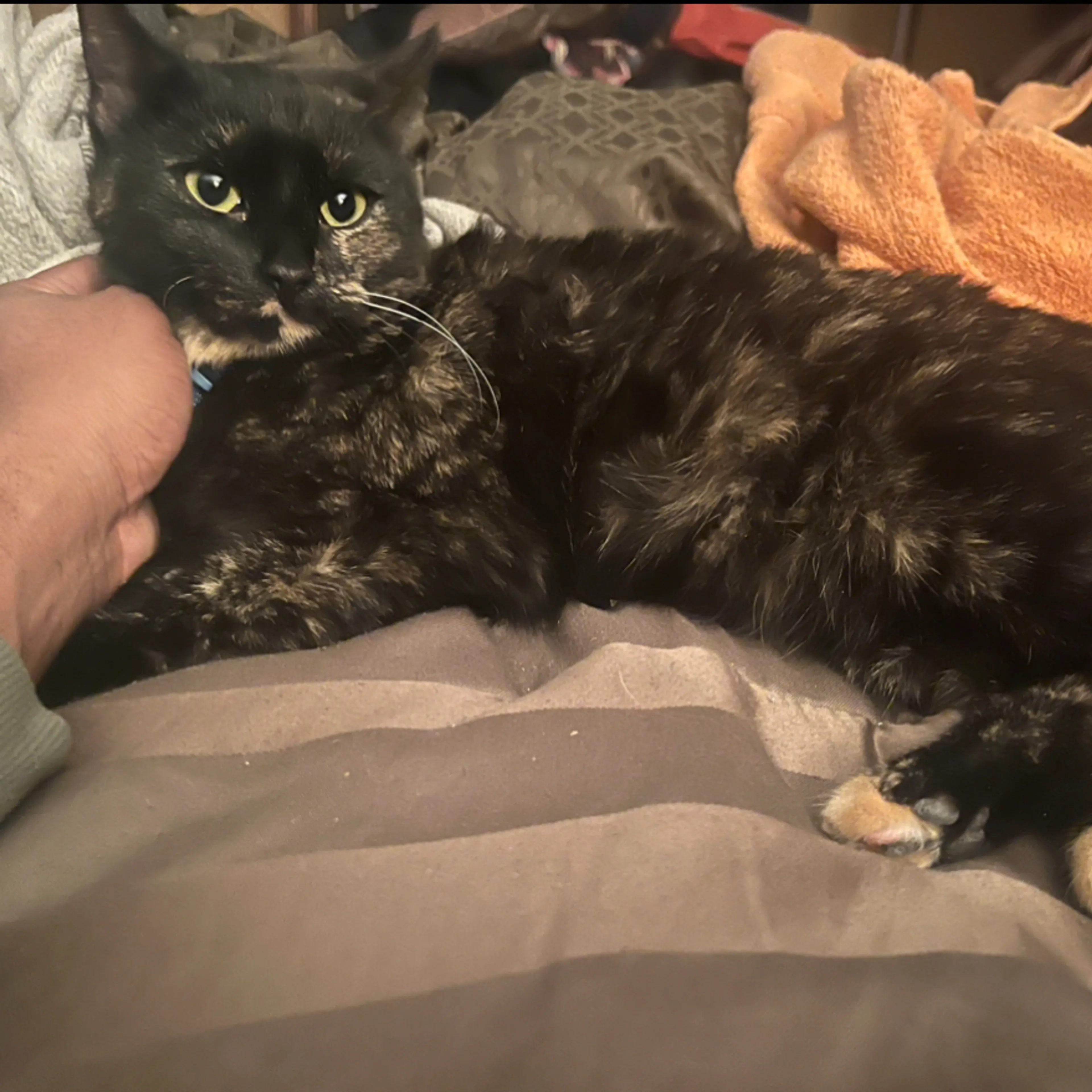 Lost pet-1