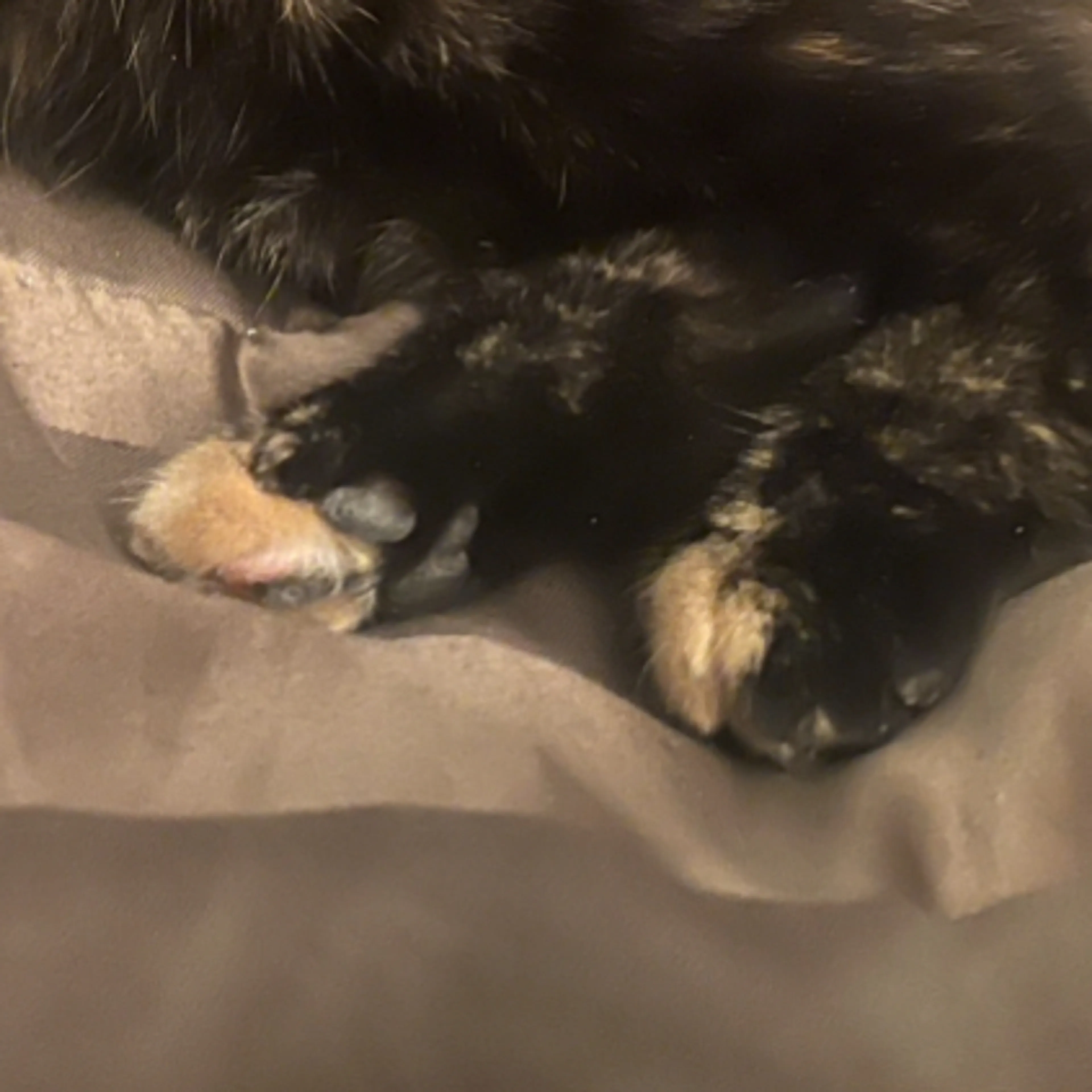 Lost pet-3