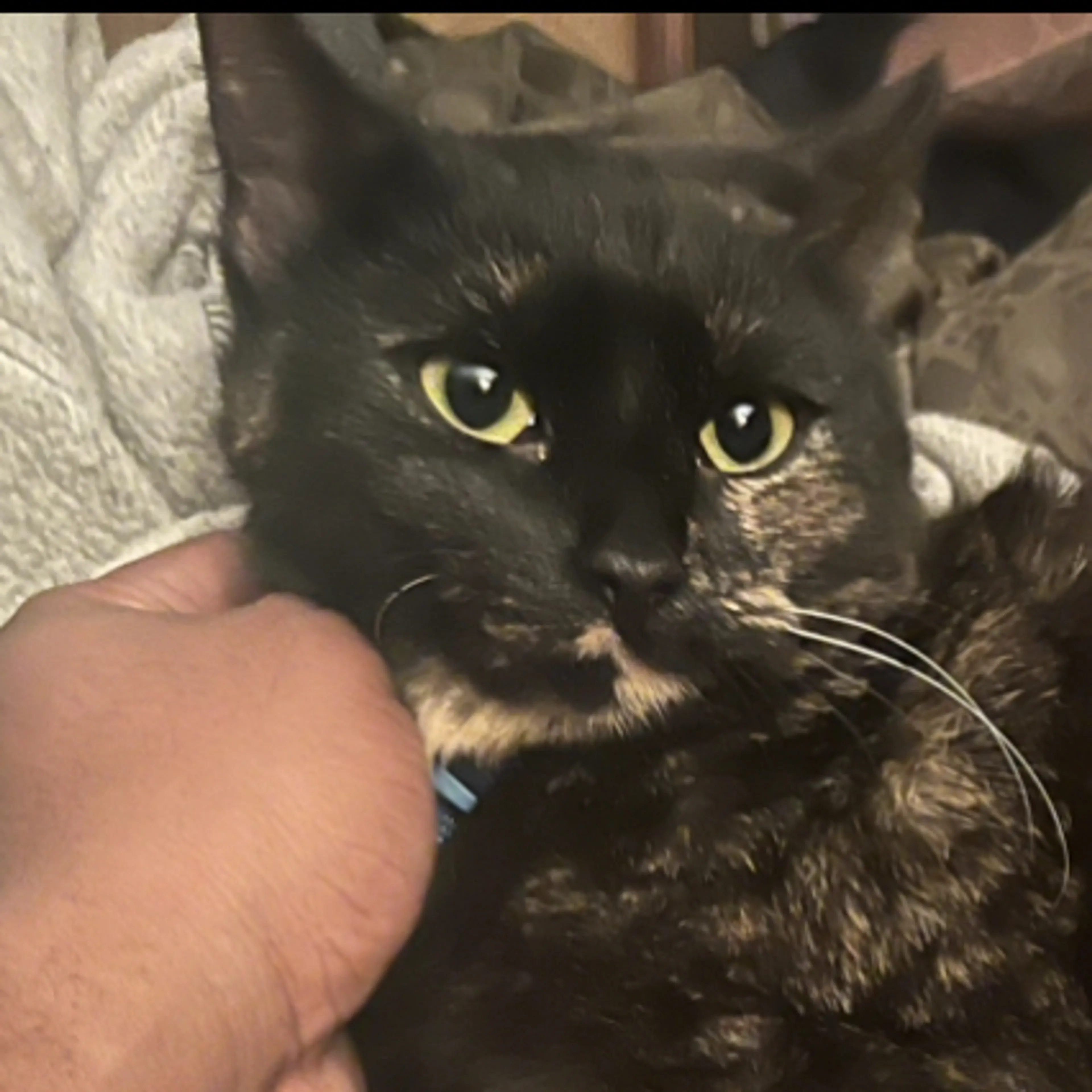 Lost pet-0