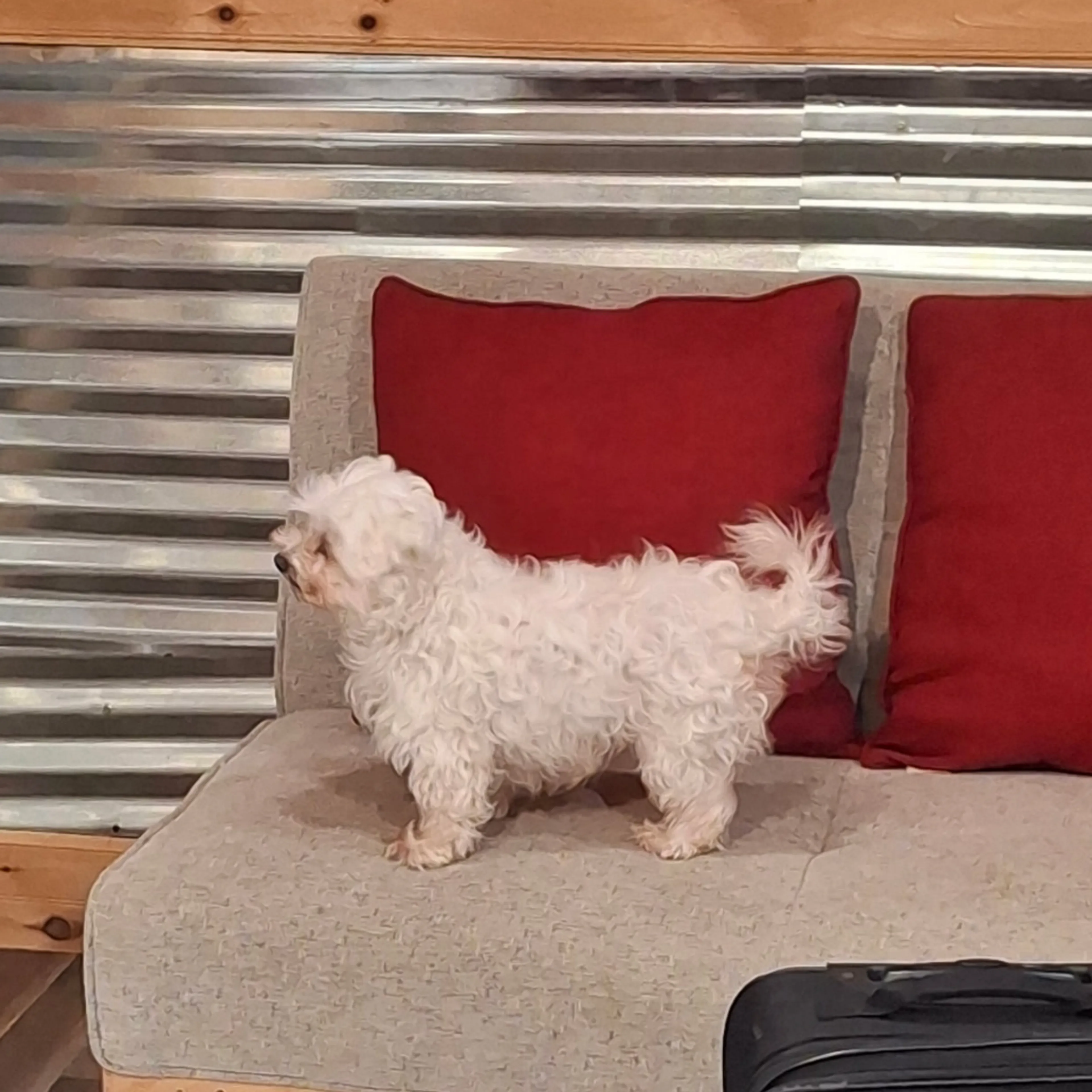 Lost pet-1